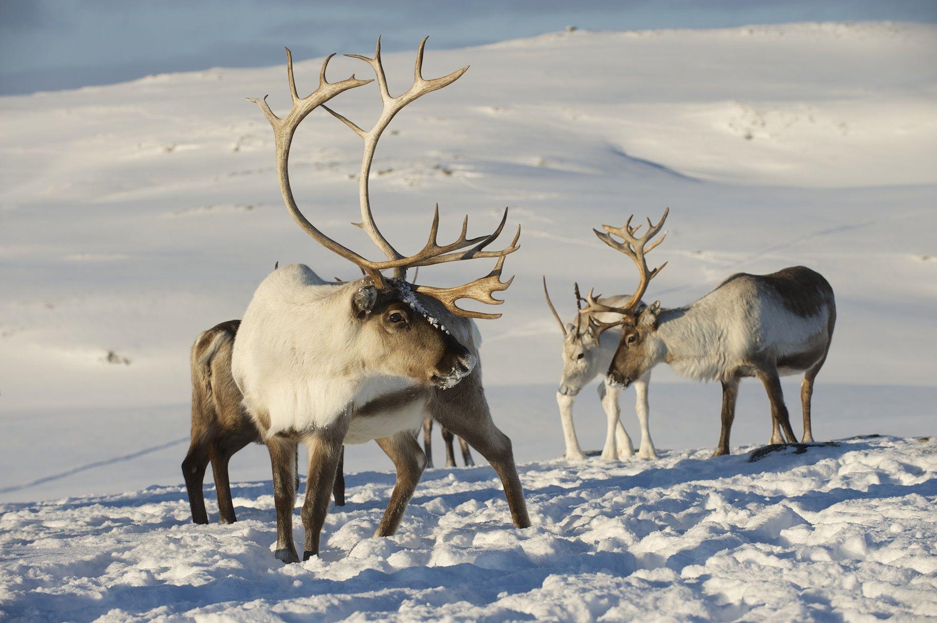 Caribou Full HD Wallpaper and Background Imagex1277