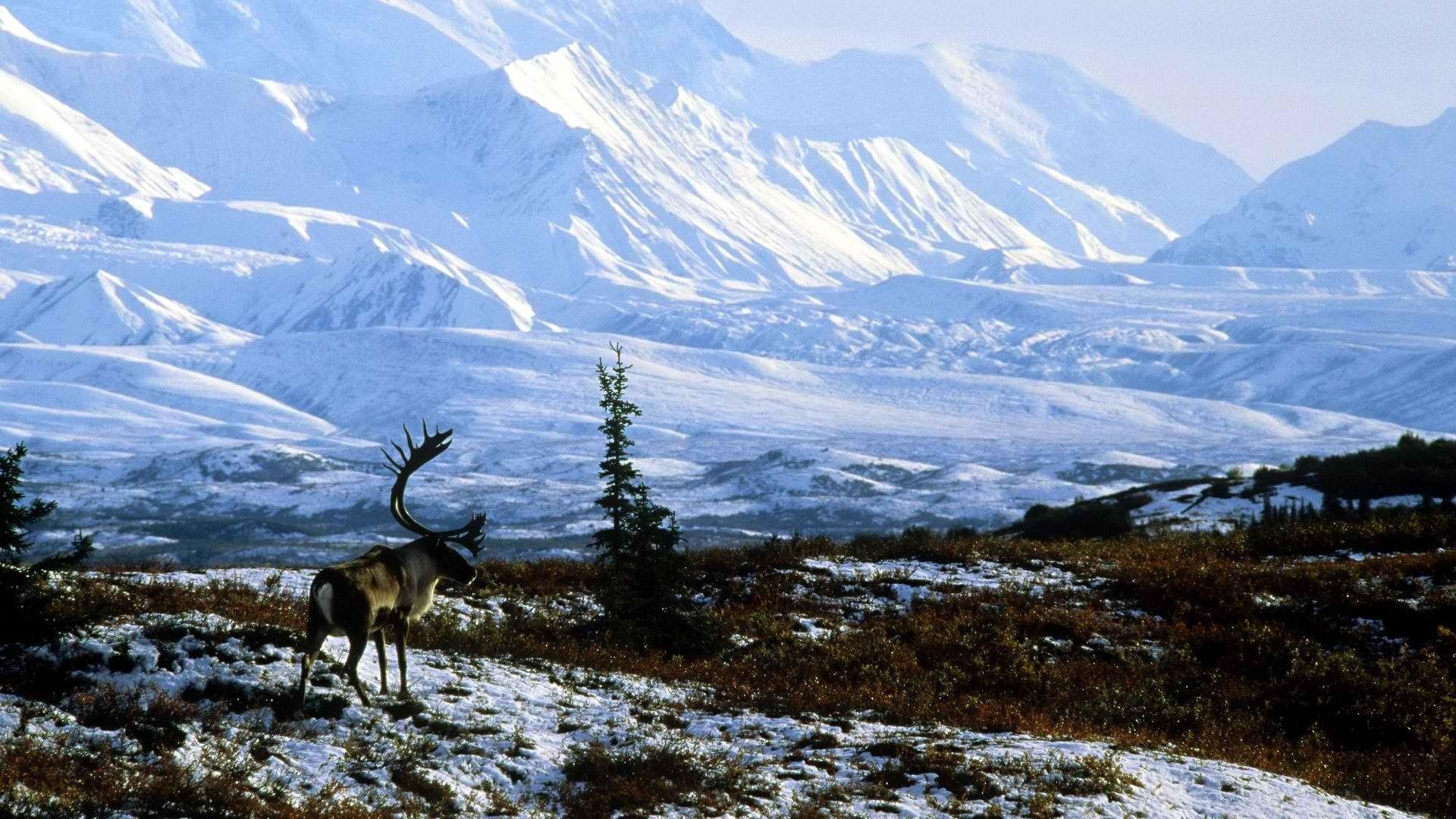 world alaska bull caribou national park 1920x1080 wallpaper High