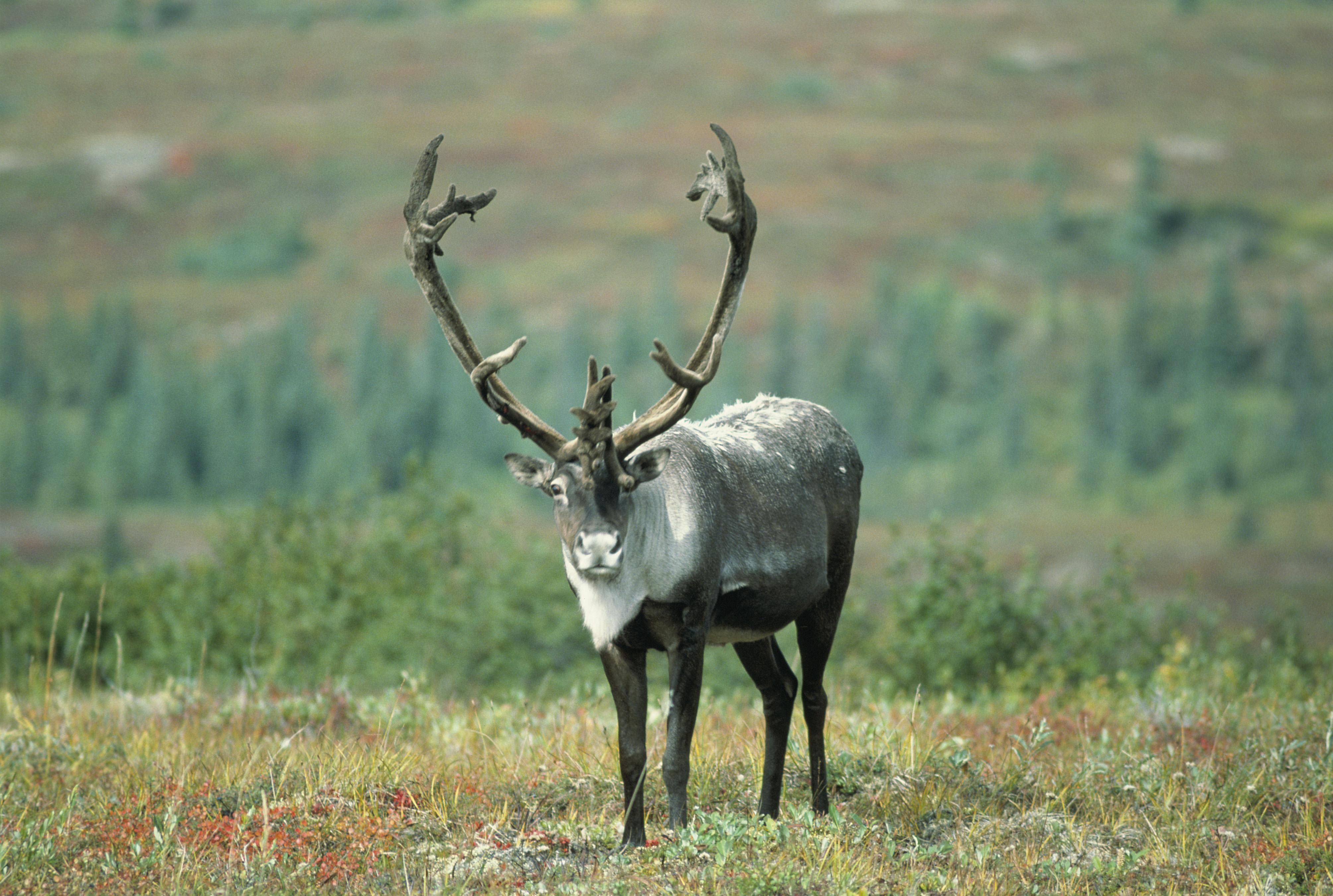 Free picture: caribou, animal, gazes
