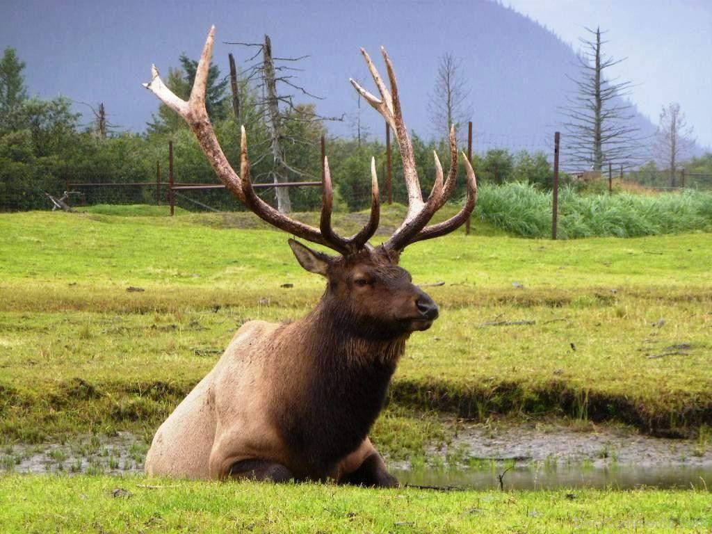 Caribou Sitting In Water