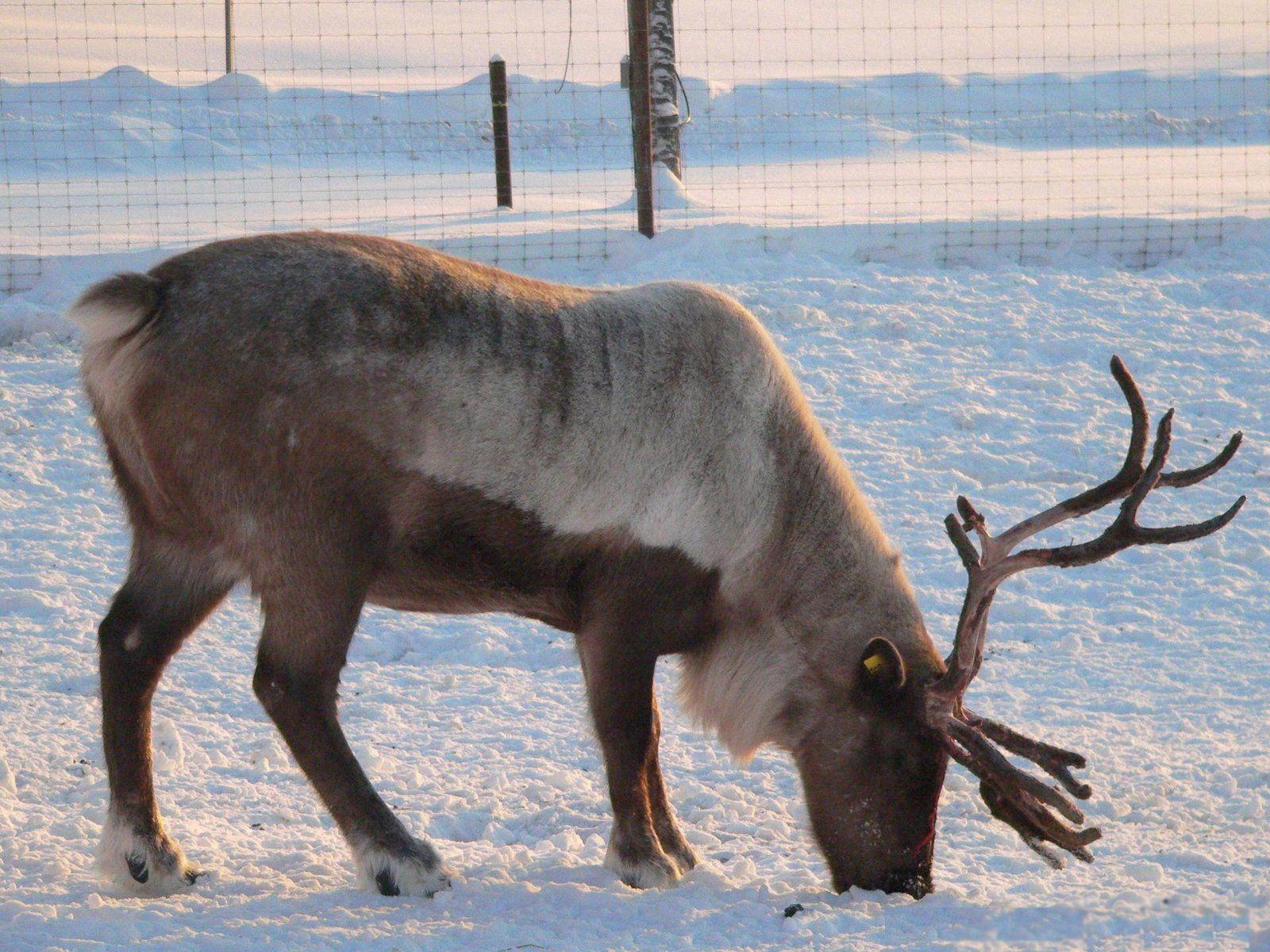Animal Kingdom Wallpaper: Reindeer (Caribou)