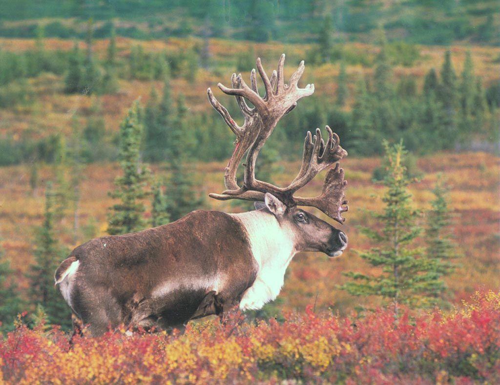 moose.- WRONG!!! Thats a caribou! Moose and Caribou don't even look