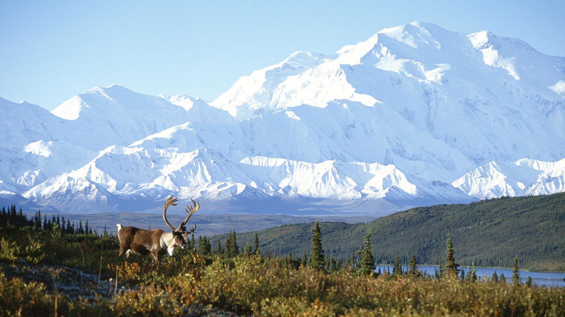 Download Background and Mount McKinley, Denali National