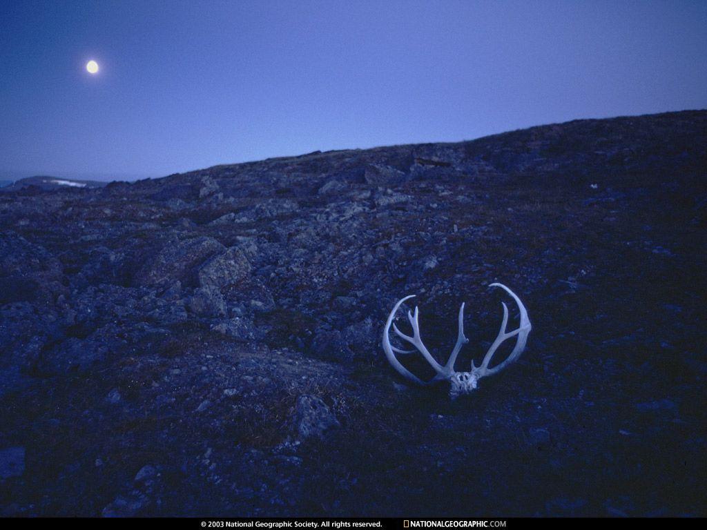 caribou background. My Wallpaper Home