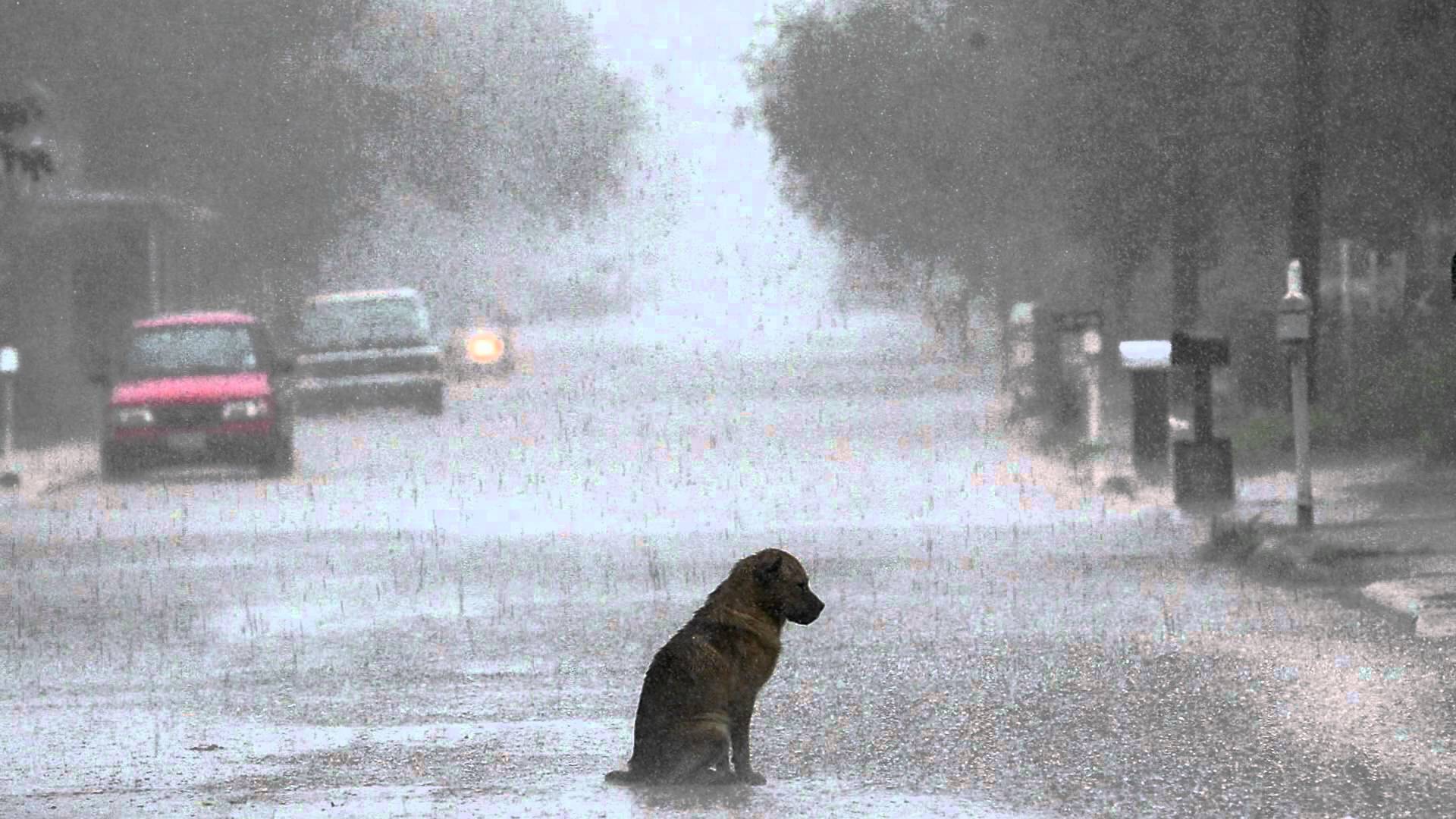 Lonely Sad Dog In The Rain HD Wallpaperx1080