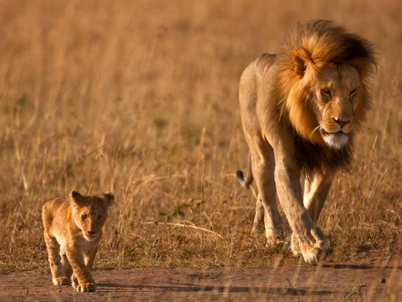 Father And Son Wallpaper, Lion Wallpaper & Picture Free Download