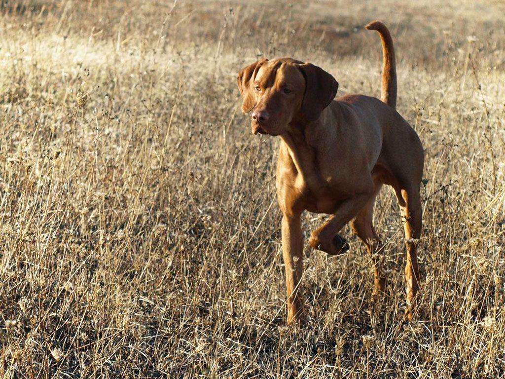 Hunting dogs wallpaper Gallery