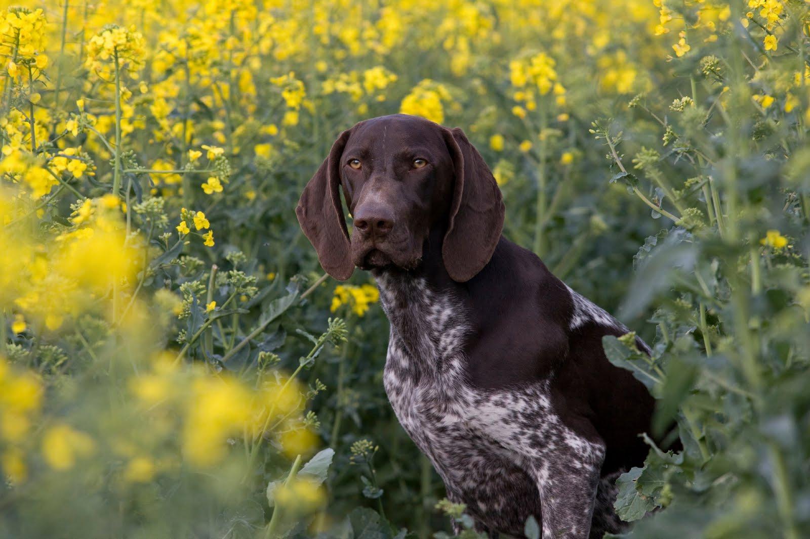 German Shorthaired Pointer Hunting Dogs HD Wallpaper, Background Image