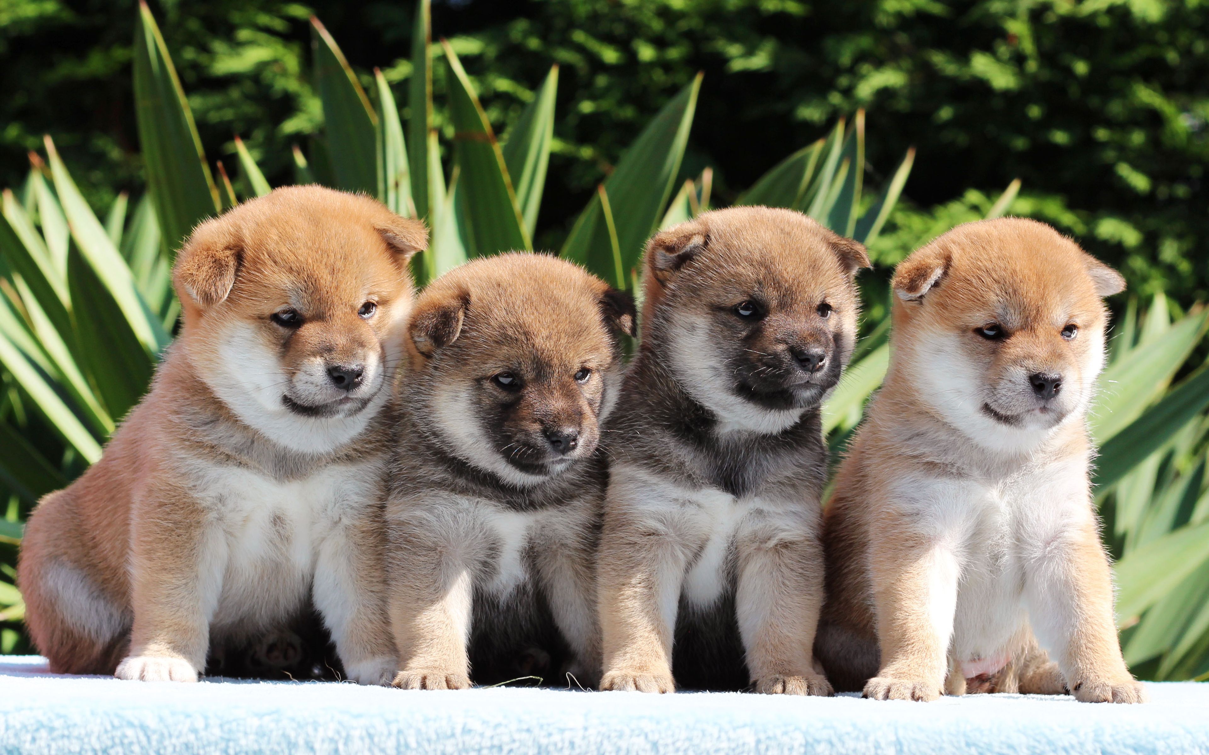 Download wallpaper Shiba Inu, 4k, small puppies, hunting dogs, pets