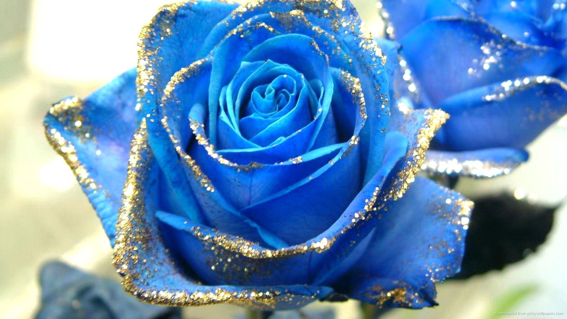 Gold And Blue Wallpaper Rose With Glitter Picture For Wallpaper
