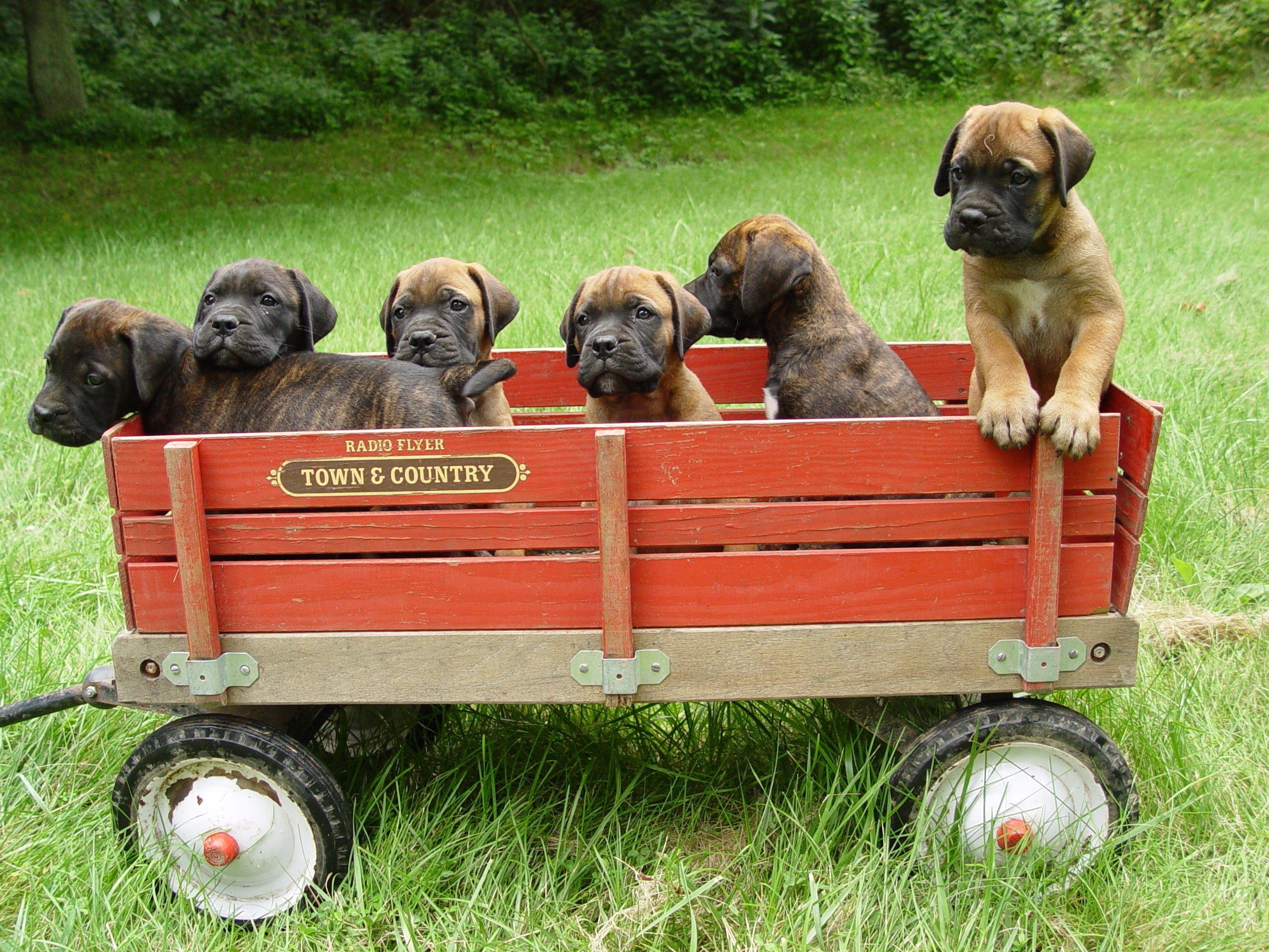 Bullmastiff image The Beautiful Bullmastiff. HD wallpaper