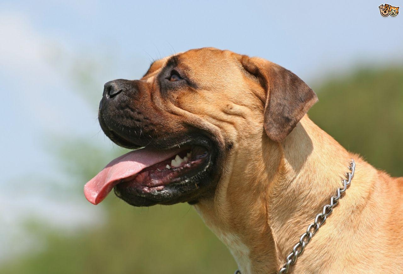 Some frequently asked questions about the bullmastiff dog breed