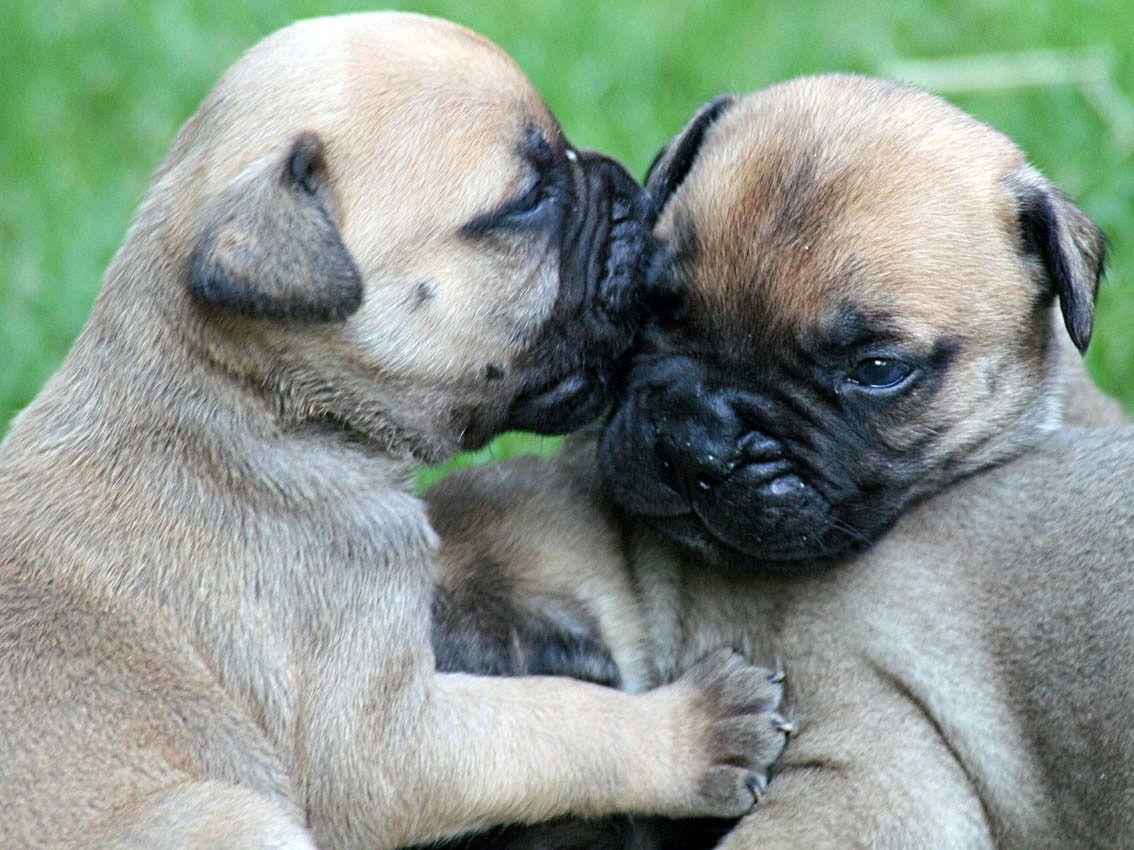 Two lovely Bullmastiff puppies photo and wallpaper. Beautiful Two