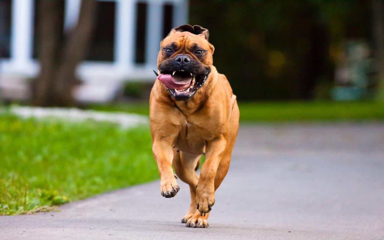 v.383: Bullmastiff Wallpaper (900x600 px)