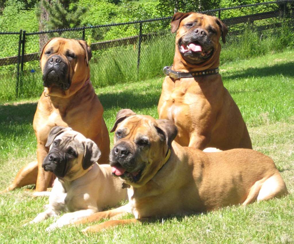 English Bullmastiff HD Wallpaper, Background Image