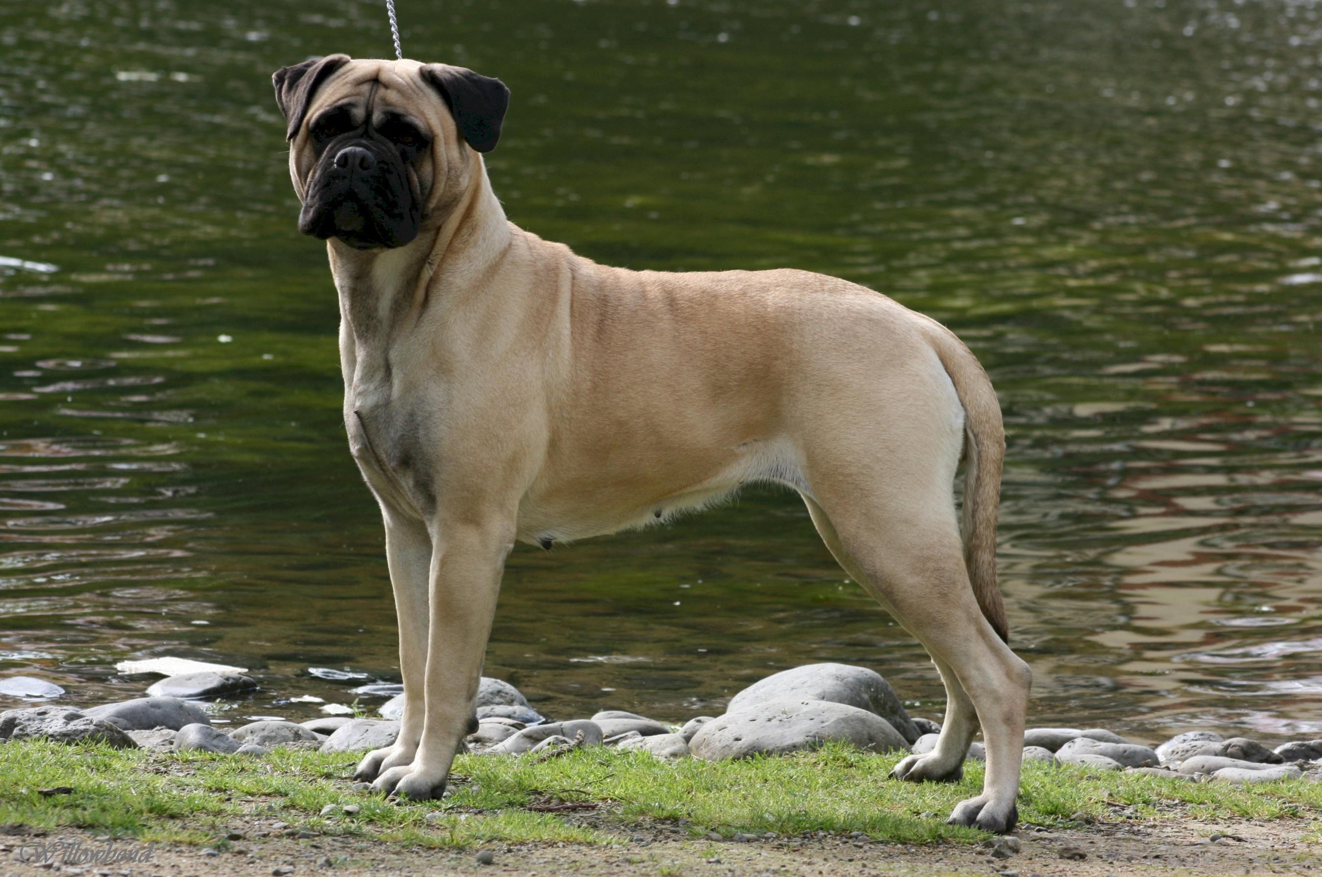 Bullmastiff Wallpaper Background