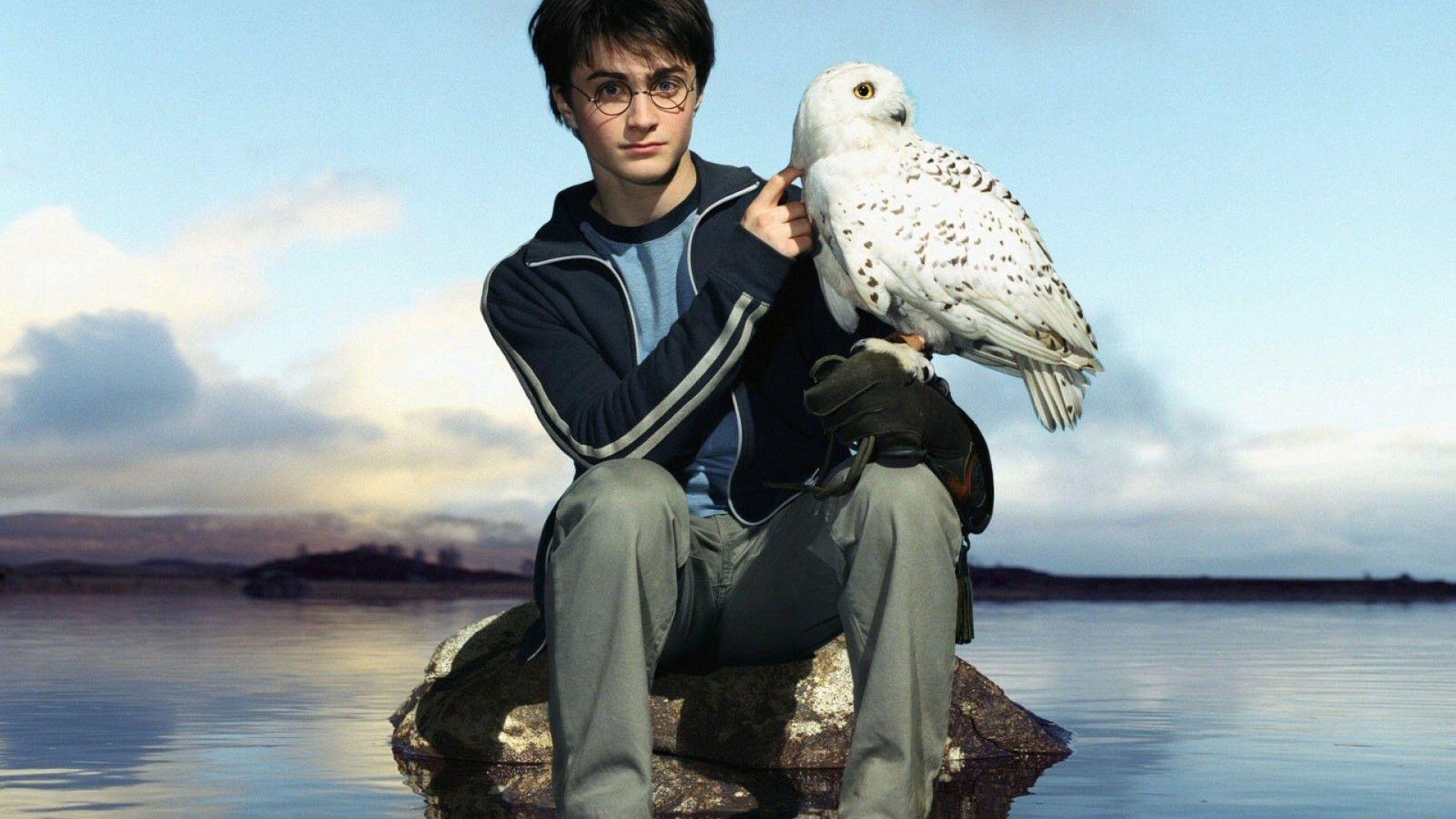 Featured image of post Hedwig Harry Potter Owl Wallpaper harry potter owl potter hedwig