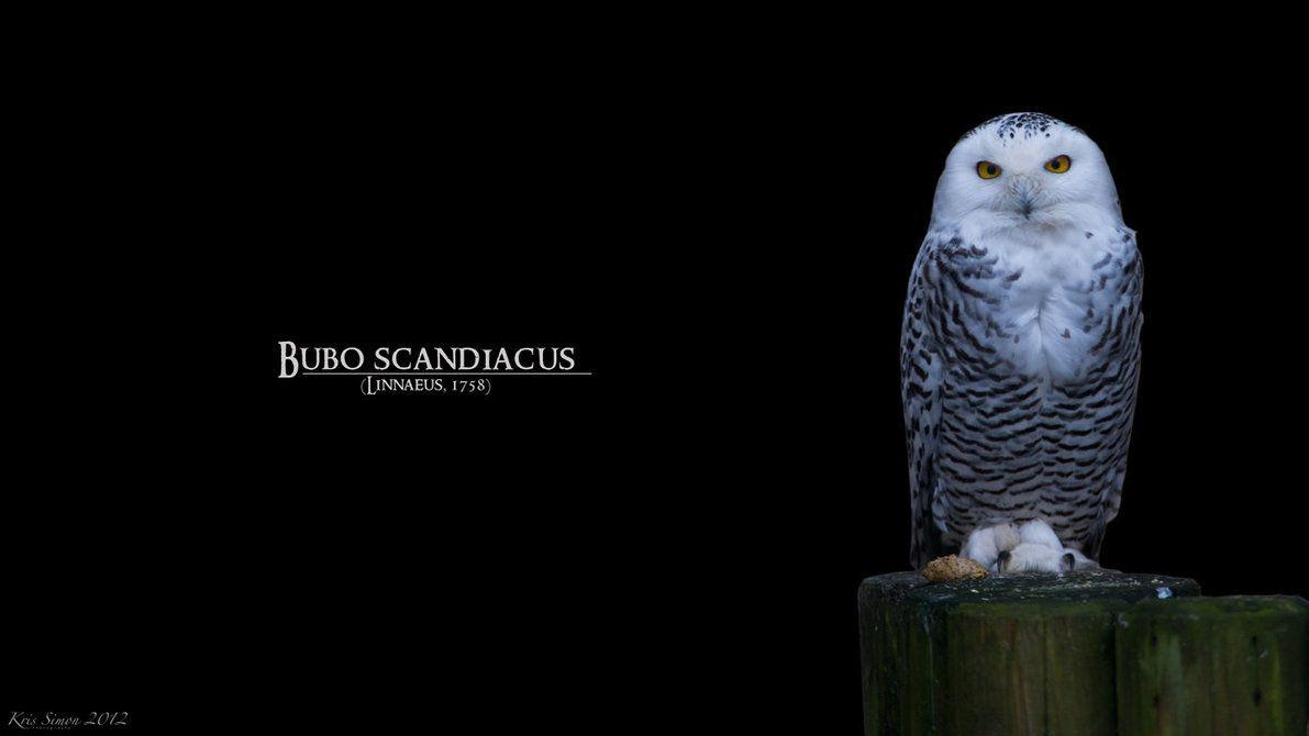 Hedwig Wallpapers Wallpaper Cave