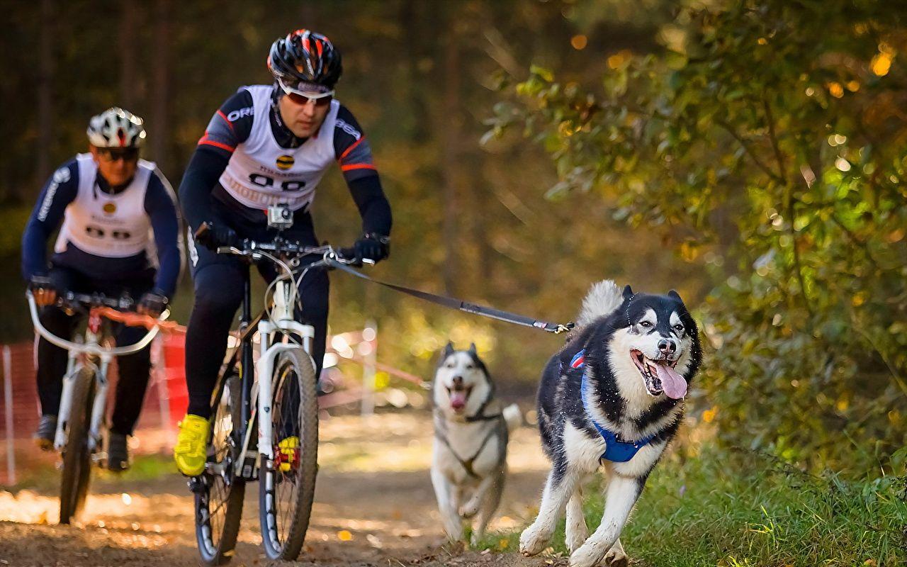 Wallpaper Alaskan Malamute Dogs Men Helmet Cycle race Bicycle Sport
