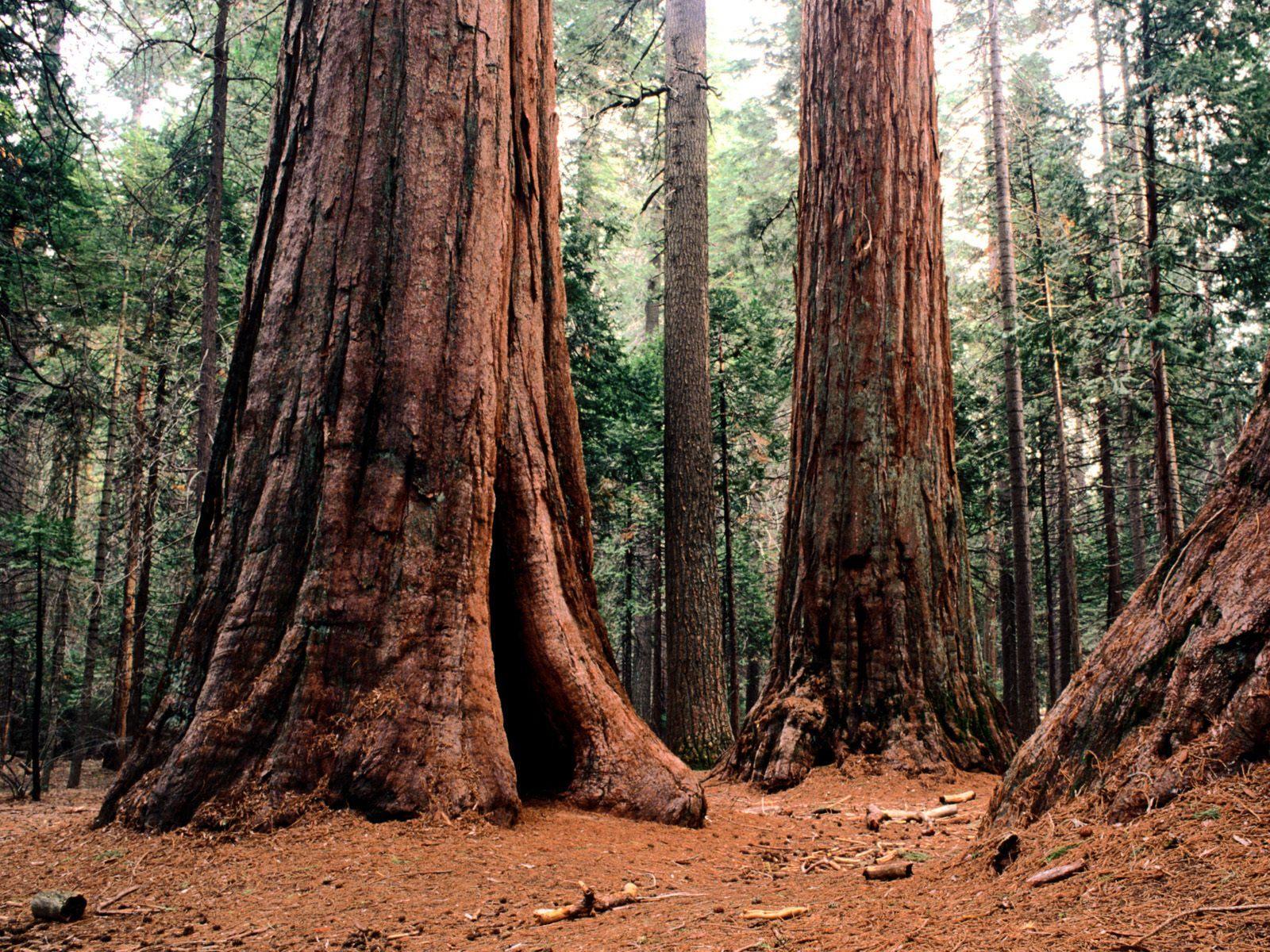 Best HD Sequoia Wallpaper