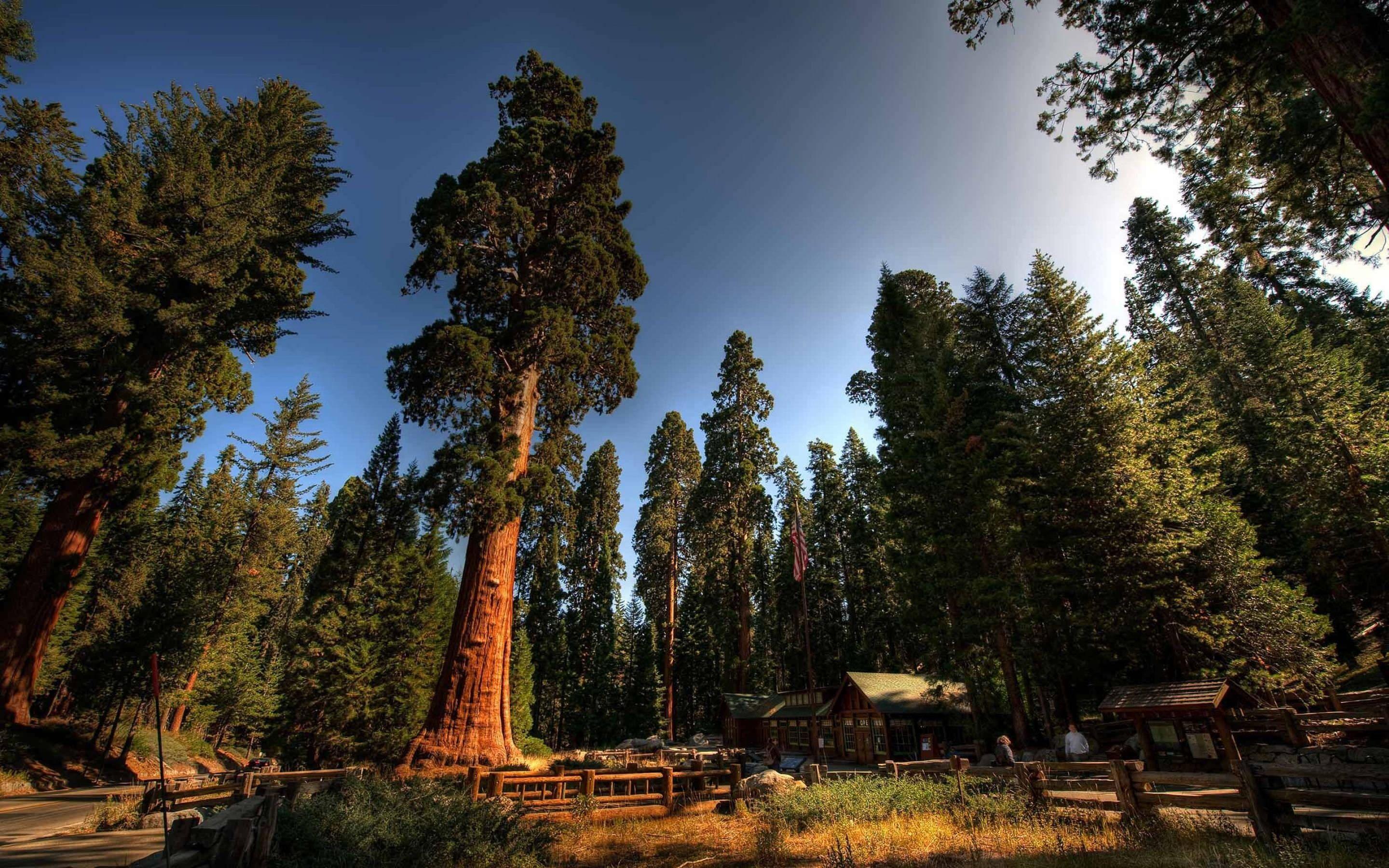 sequoia national park wide HD desktop wallpaper. HD Wallpaper