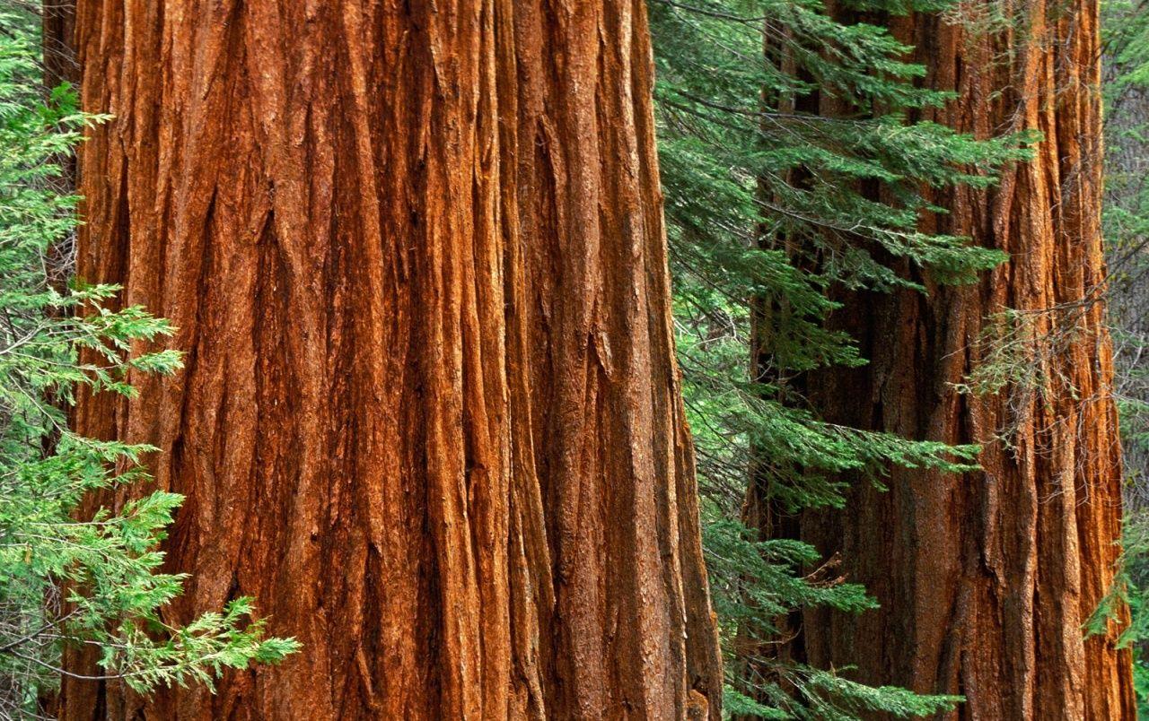 Giant Sequoia Trees wallpaper. Giant Sequoia Trees