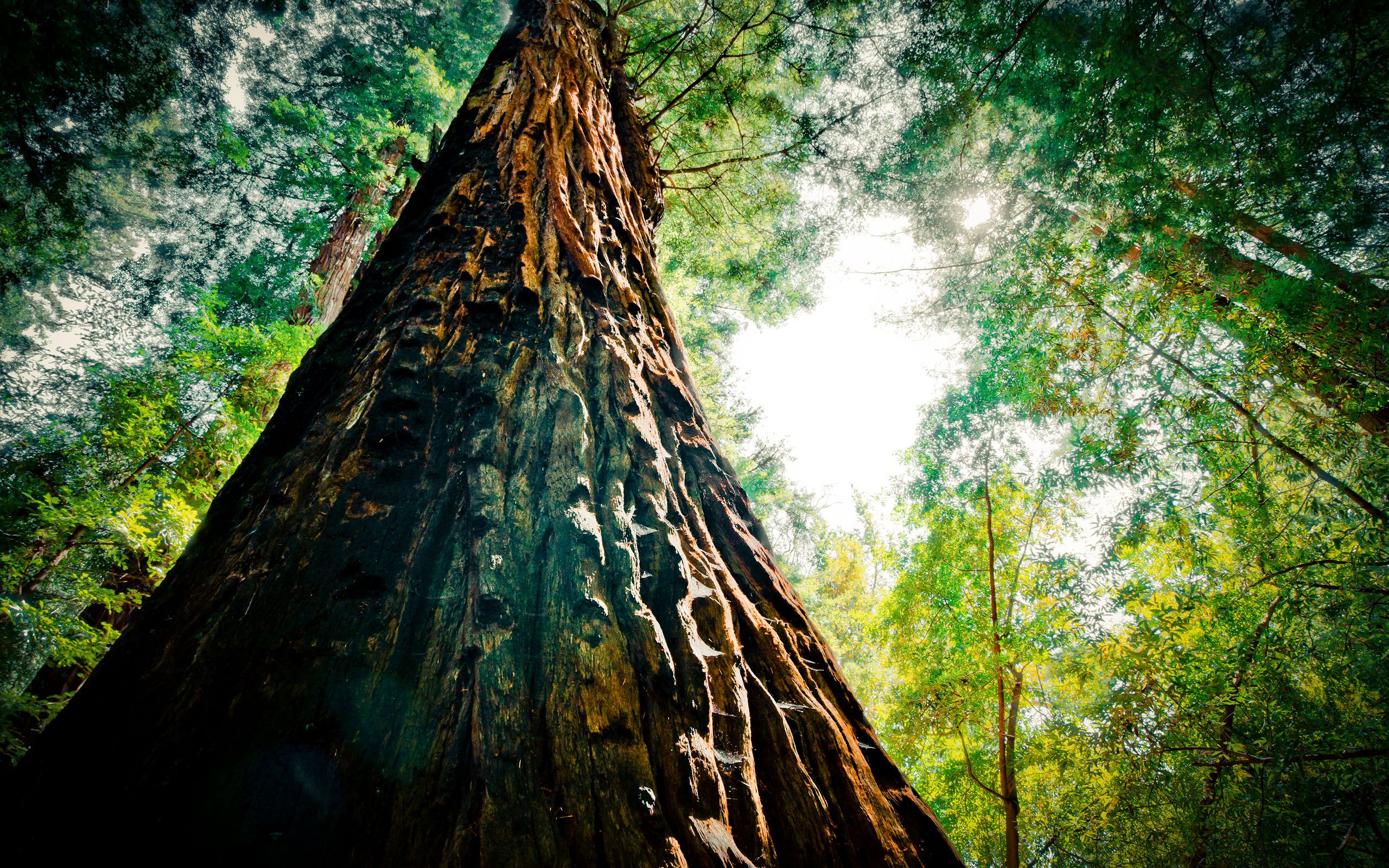 sequoia Archives
