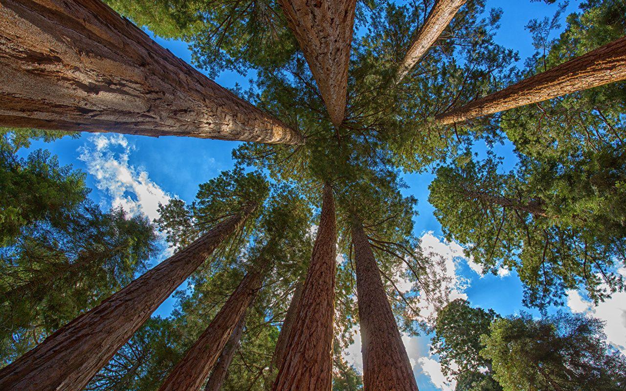 Wallpaper redwood sequoia Nature Sky Trees