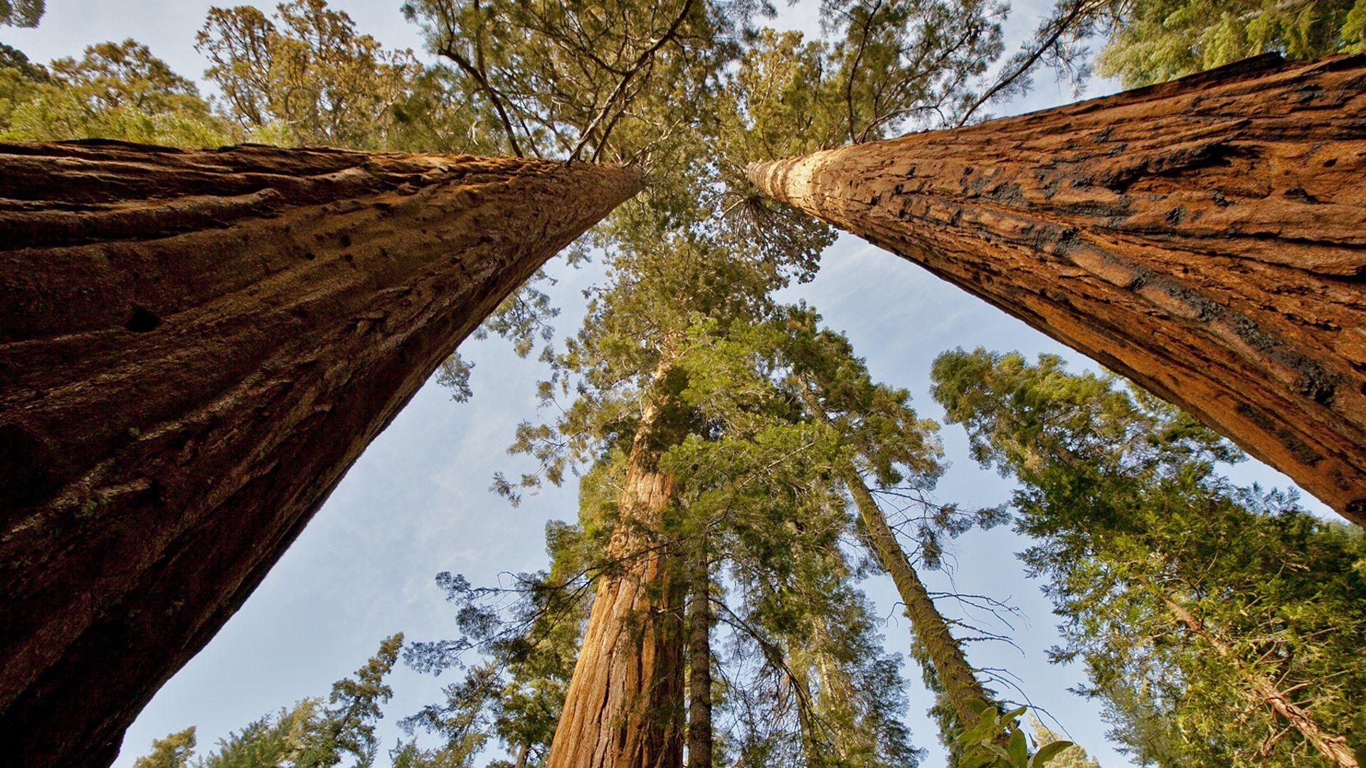 Sequoia HD Wallpaper and Background Image