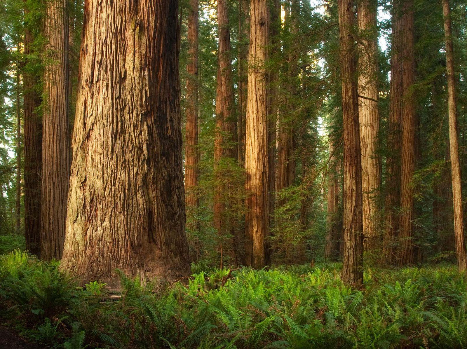 Amazing HD wallpaper of Redwood forests to calm your desktop. HD