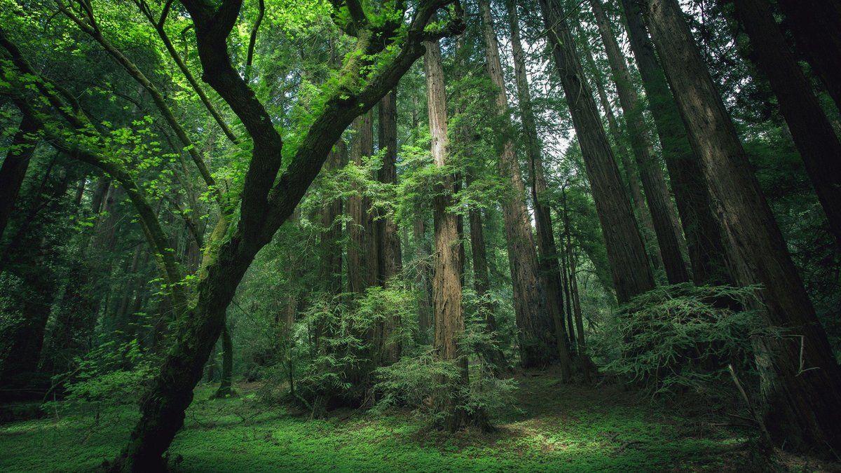 Sequoia trees in the forest wallpaper and image