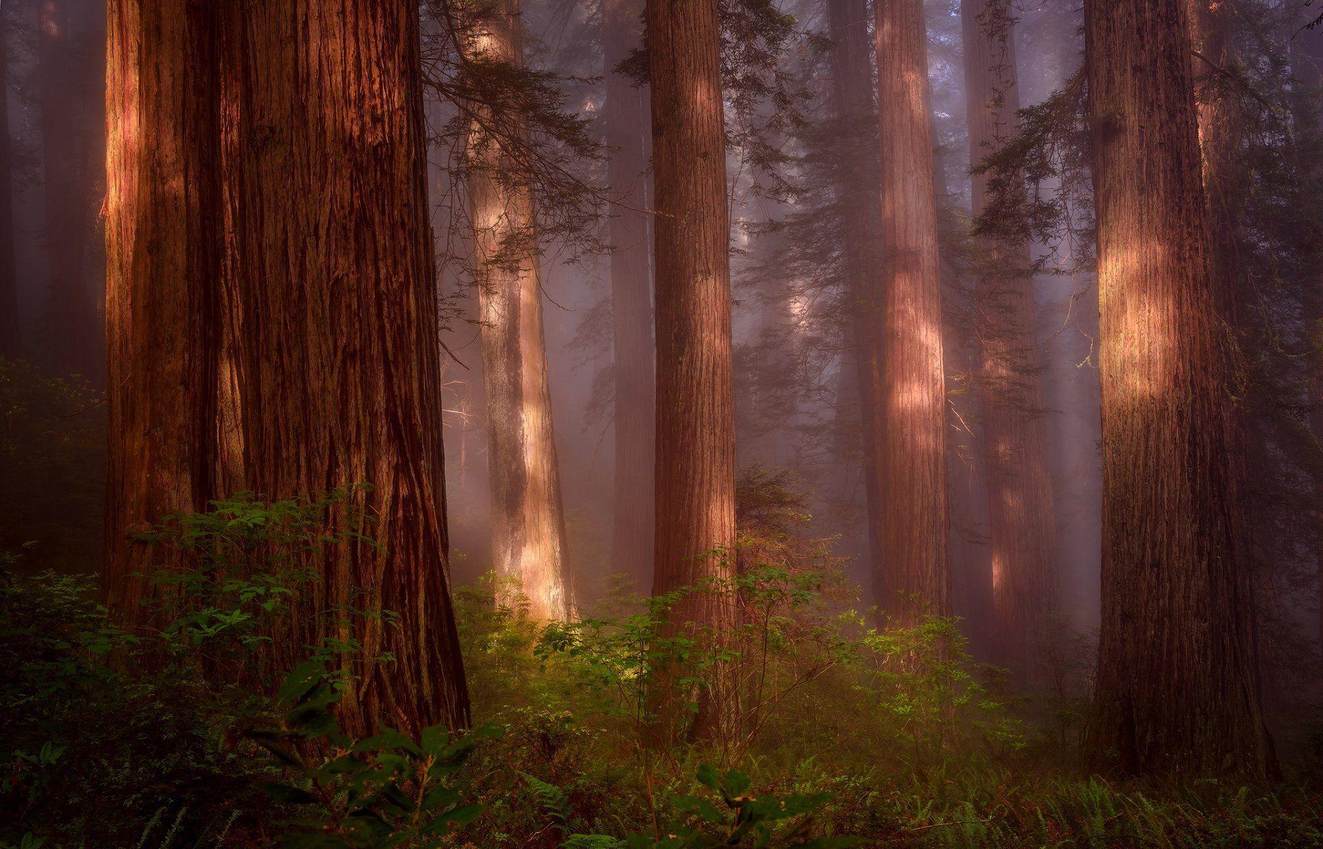 nature united states north carolina redwood grove forest sequoia