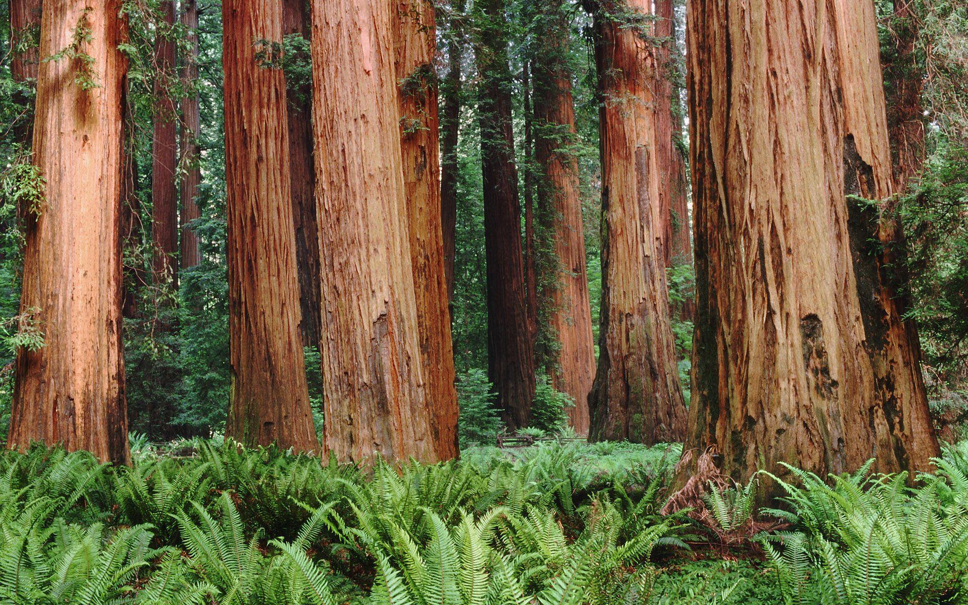 Sequoia. Trees & Nature