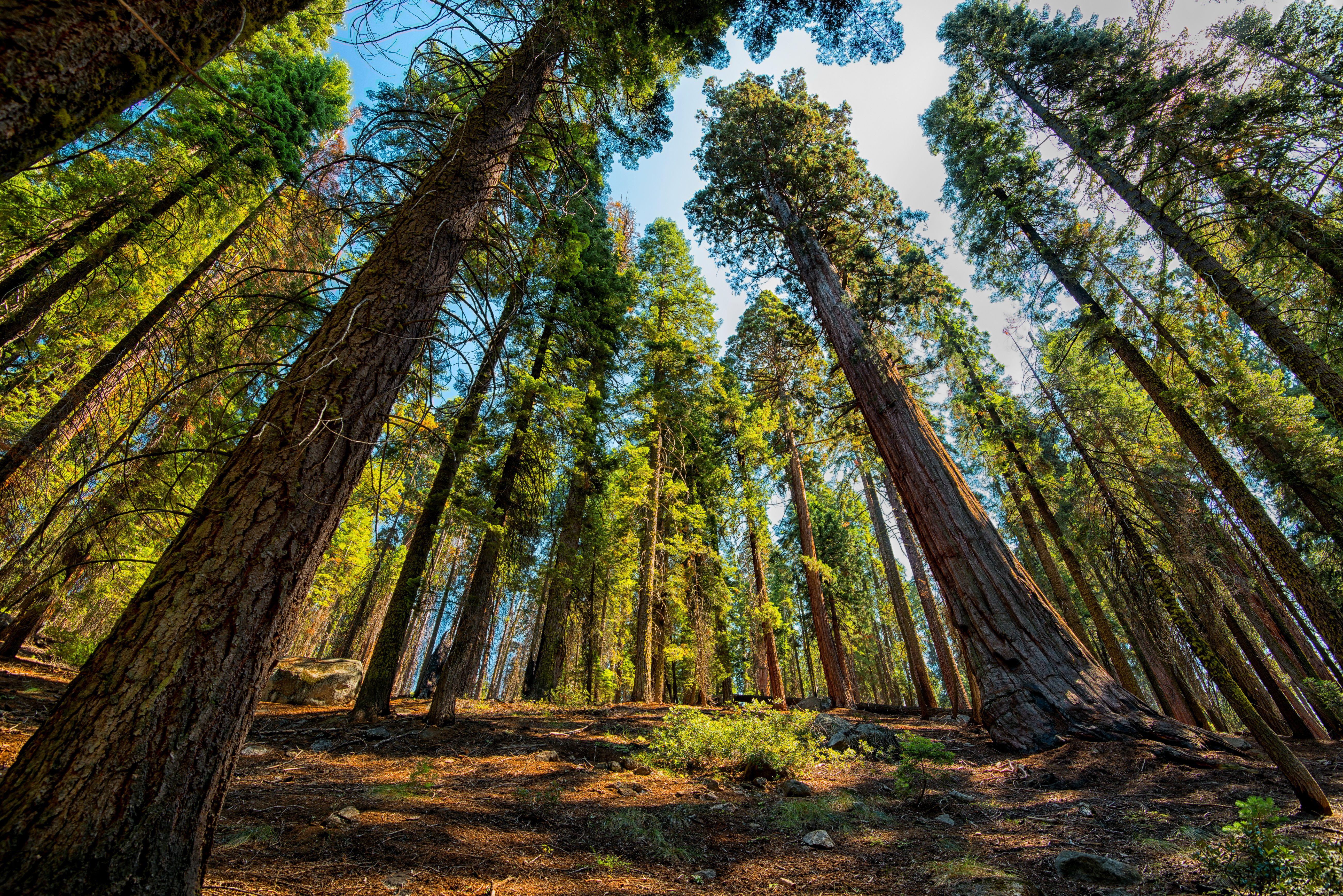 Sequoia Forest 5k Retina Ultra HD Wallpaper. Background Image