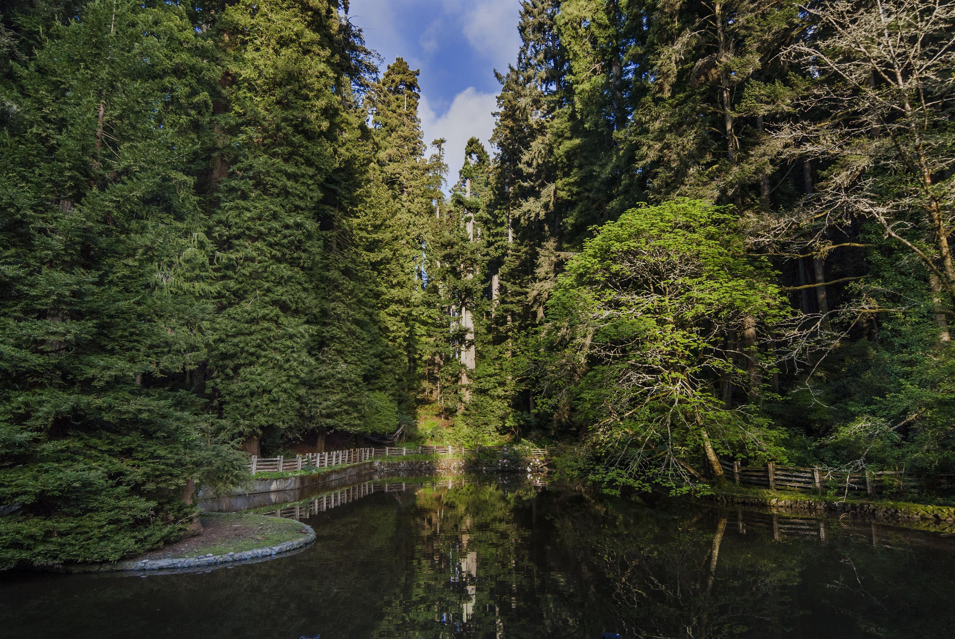 Desktop Wallpaper Sequoia #h785003. Nature HD Image