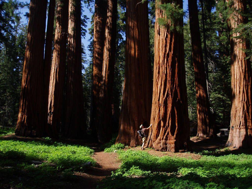 Sequoia National Forest Wallpaper, Custom HD 47 Sequoia National