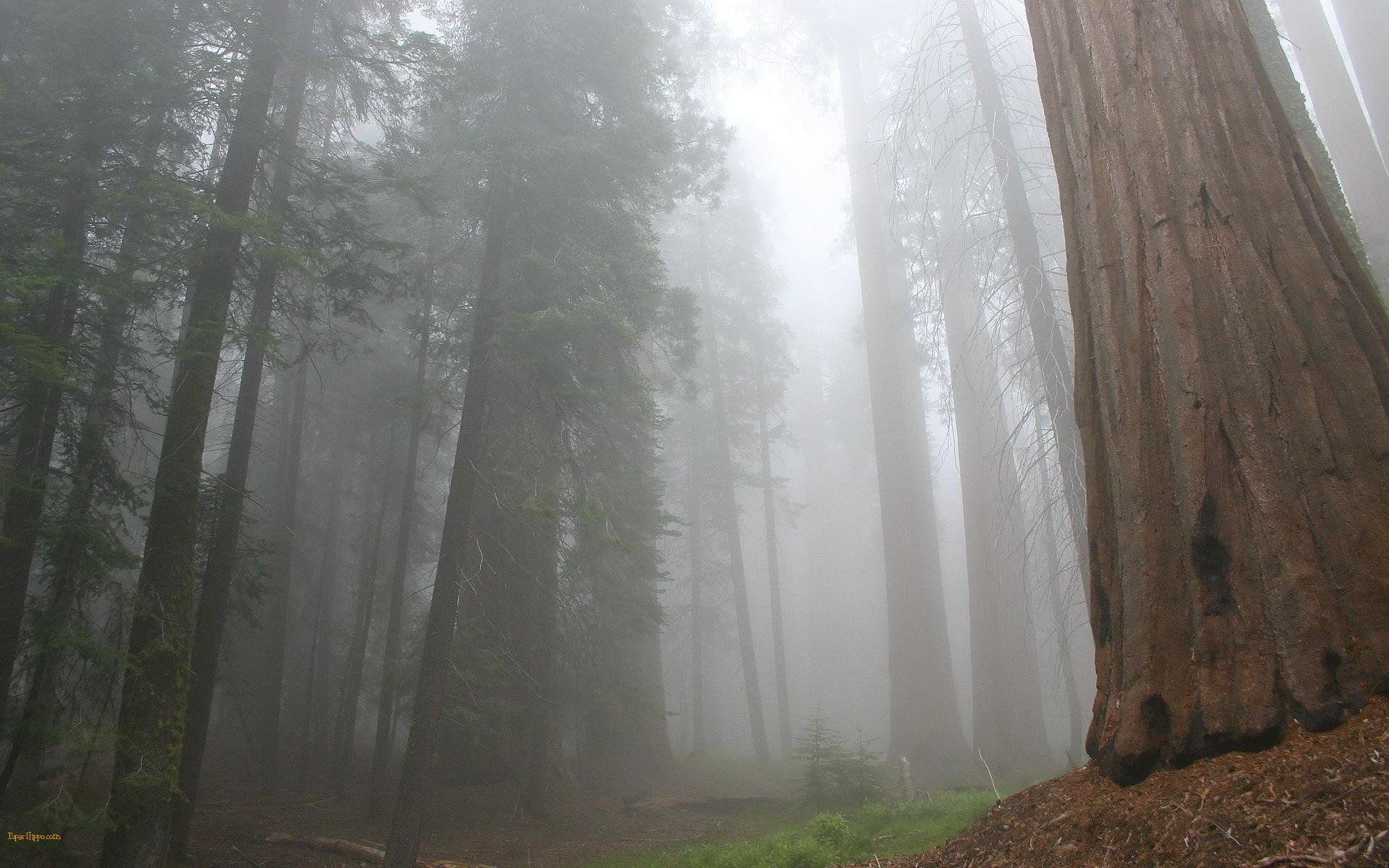 Sequoia 638072