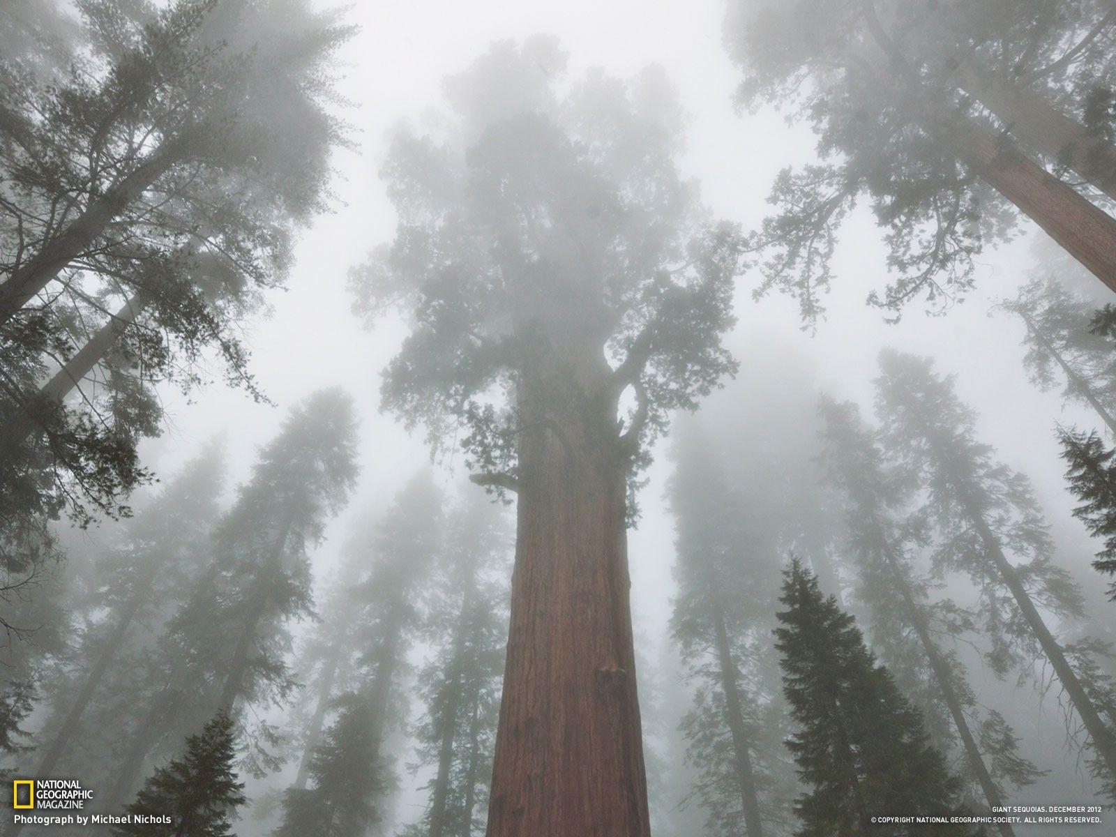 Trees forests National Geographic Sequoia wallpaperx1200