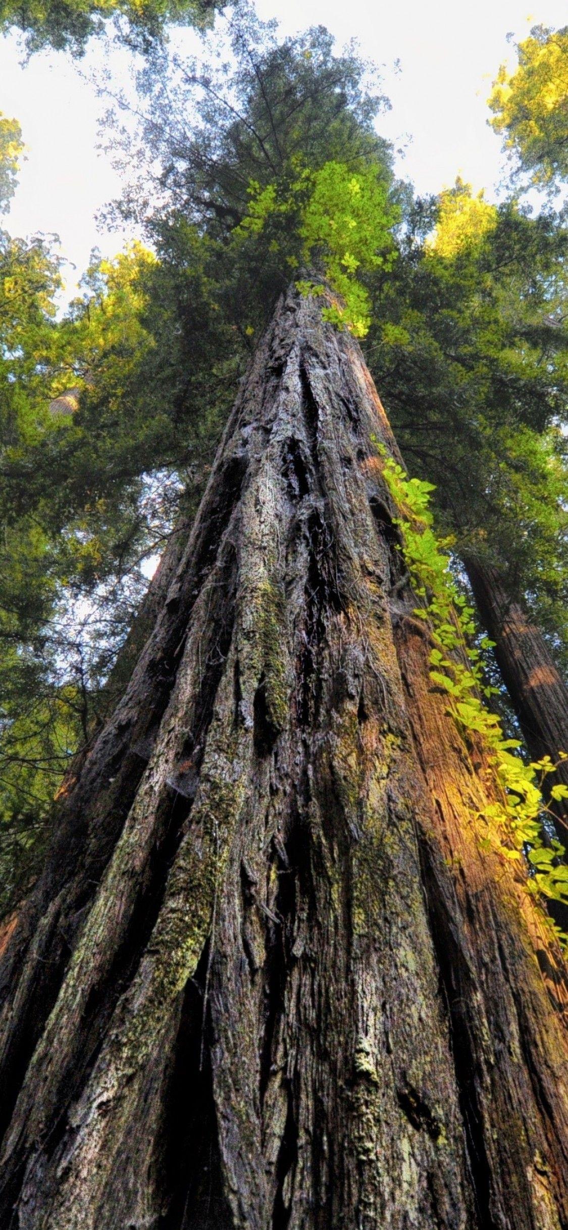 Download 1125x2436 Forest, Old Trees, Worm View, Sequoia National