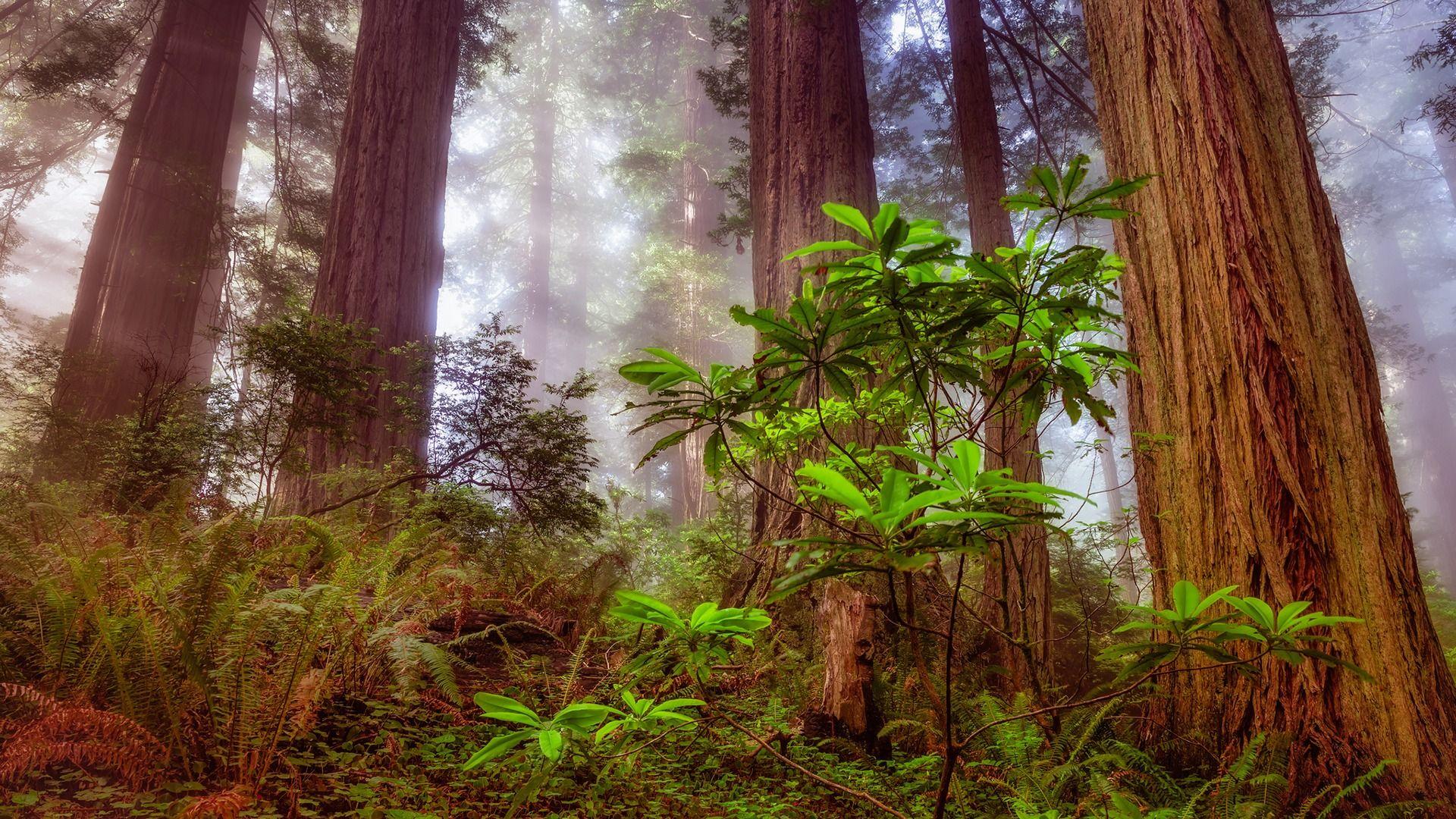 Download wallpaper forest, tree, sequoia, redwood, section nature