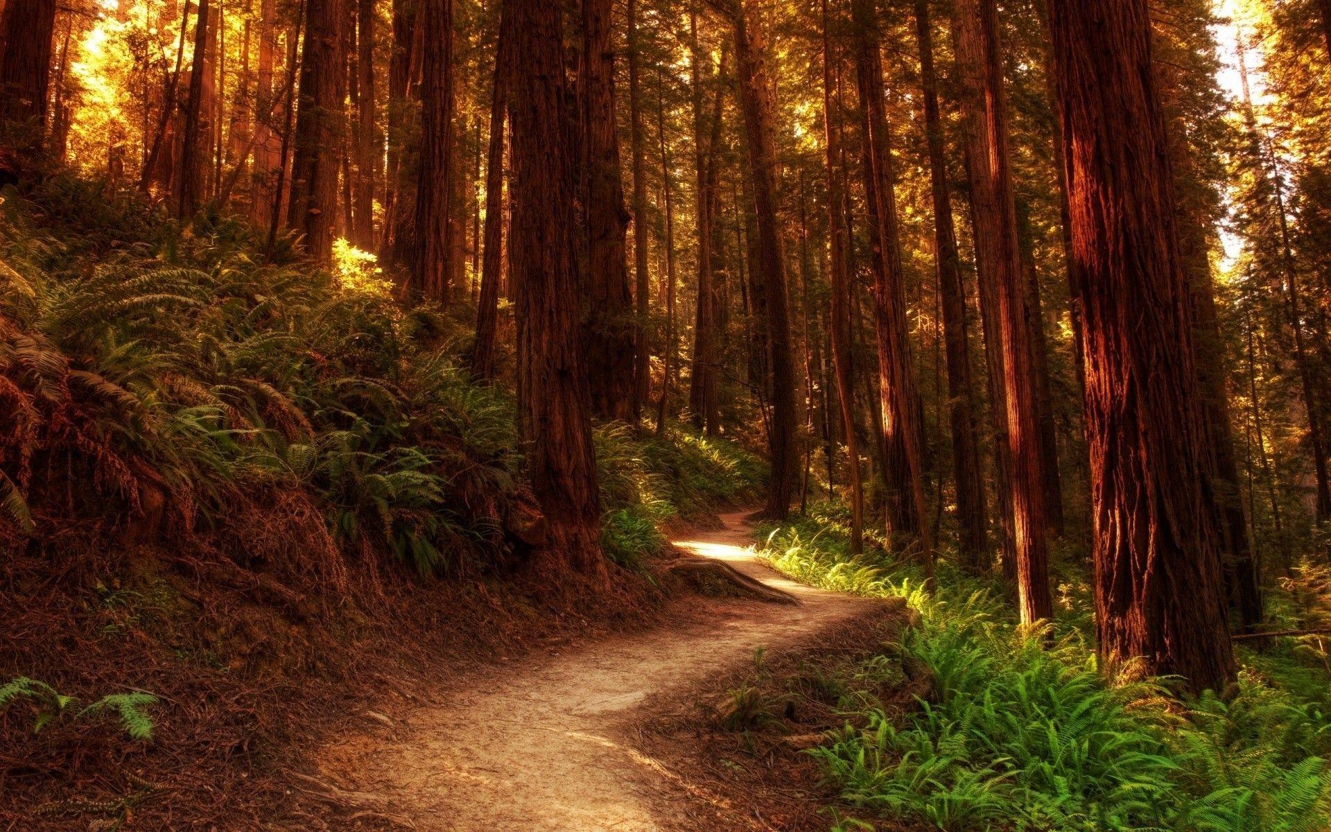 Redwood Trees. Android wallpaper for free