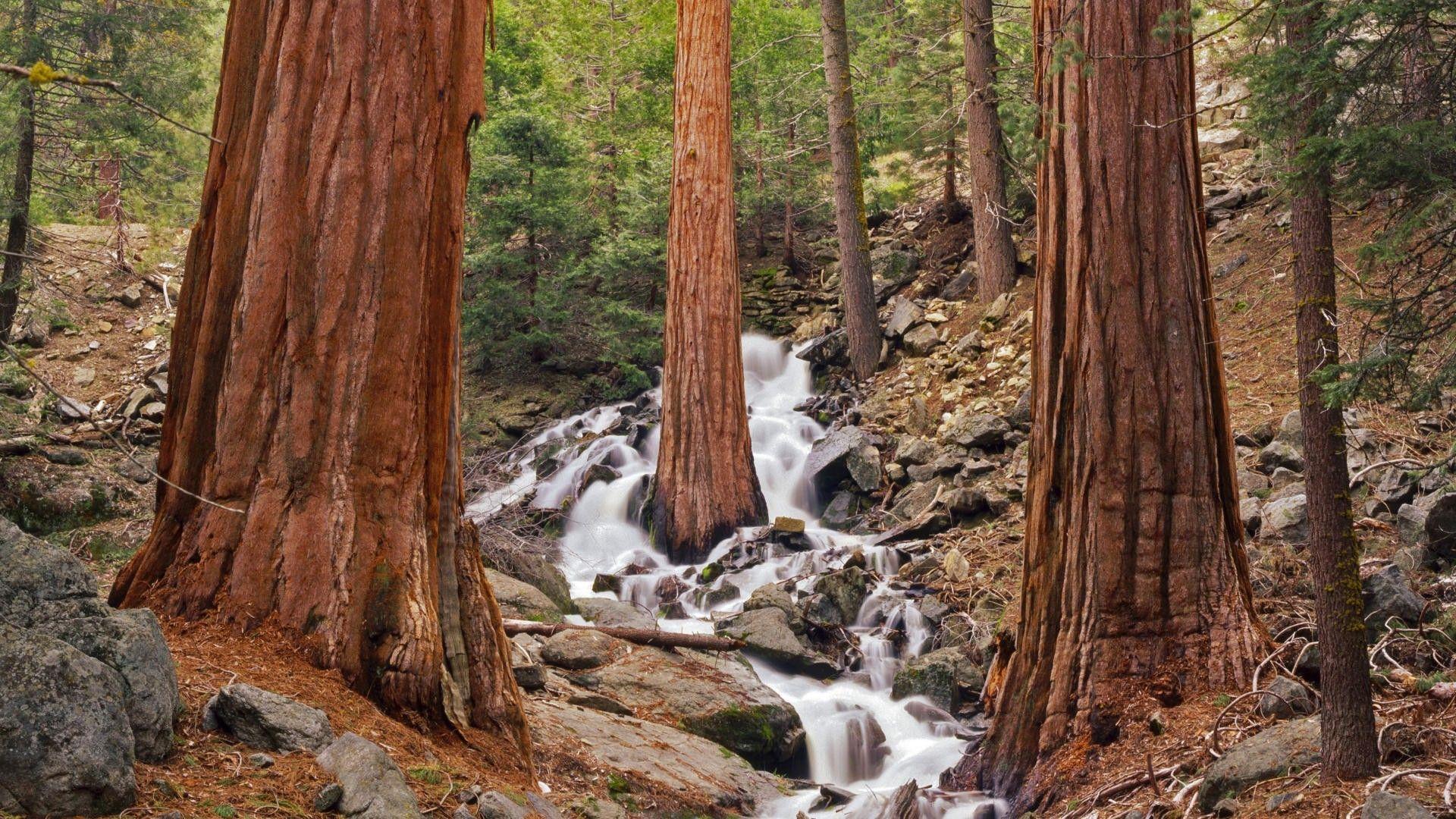Waterfalls: Waterfall Tree Forest World California Waterfalls