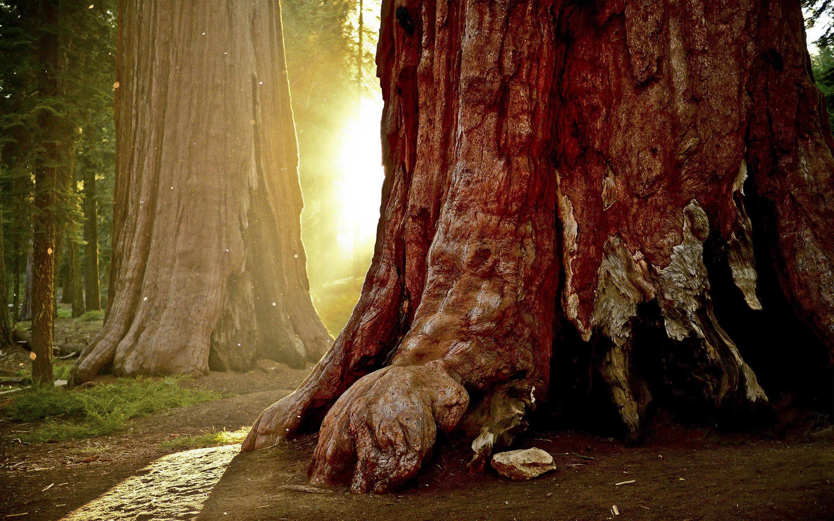 Sequoia Trees HD Wallpaper