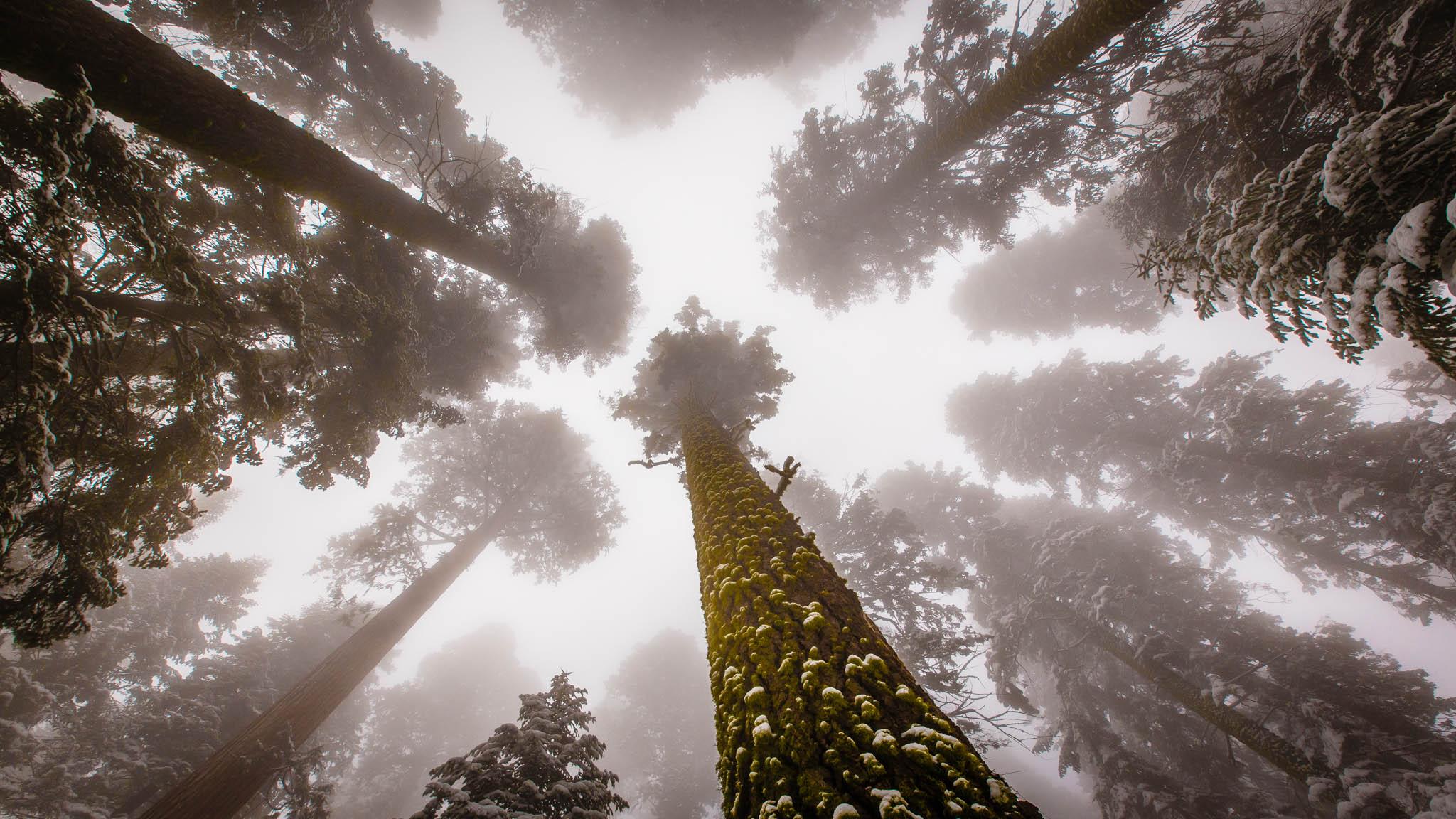 Endless tree tops, Sequoia National Park
