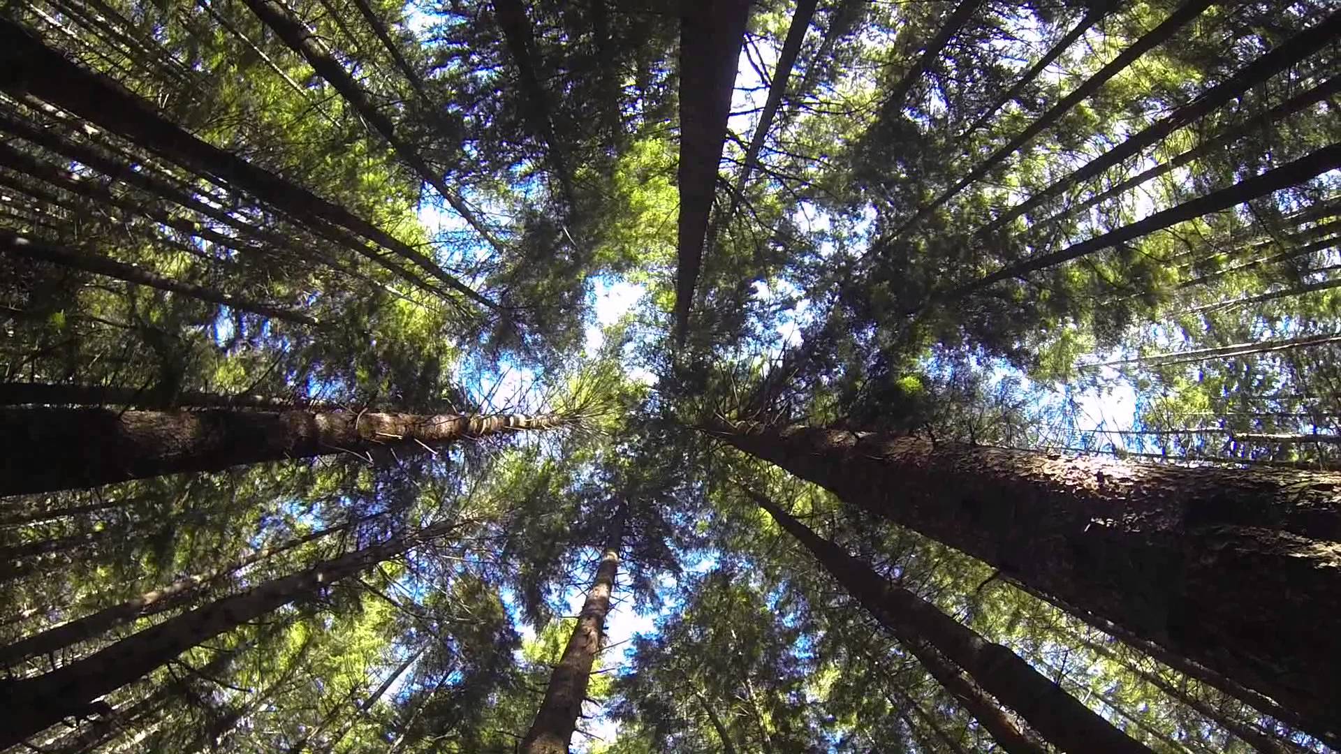 Time Lapse Sequoia Trees Forest, Northern California