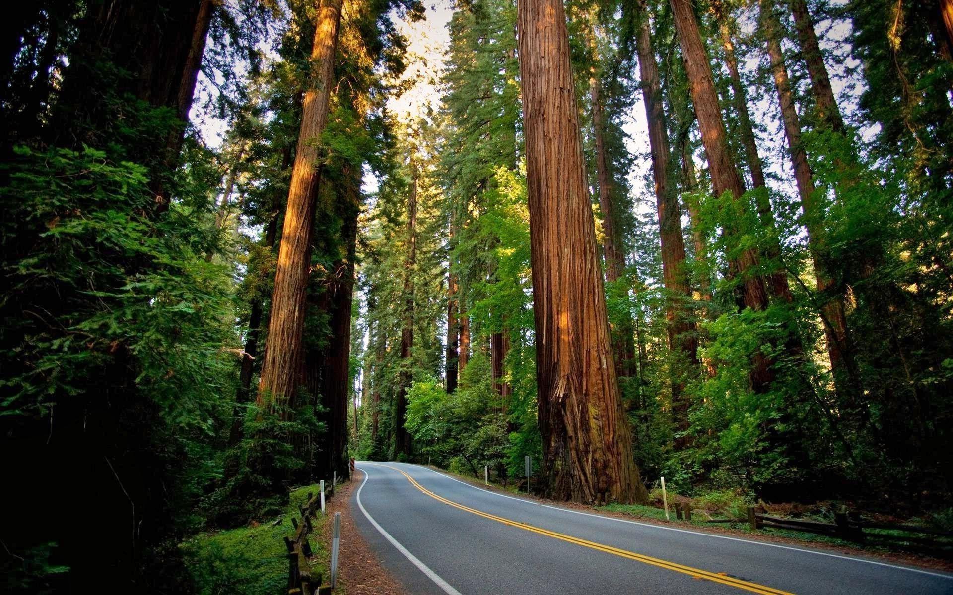 Redwood Forest Wallpaper