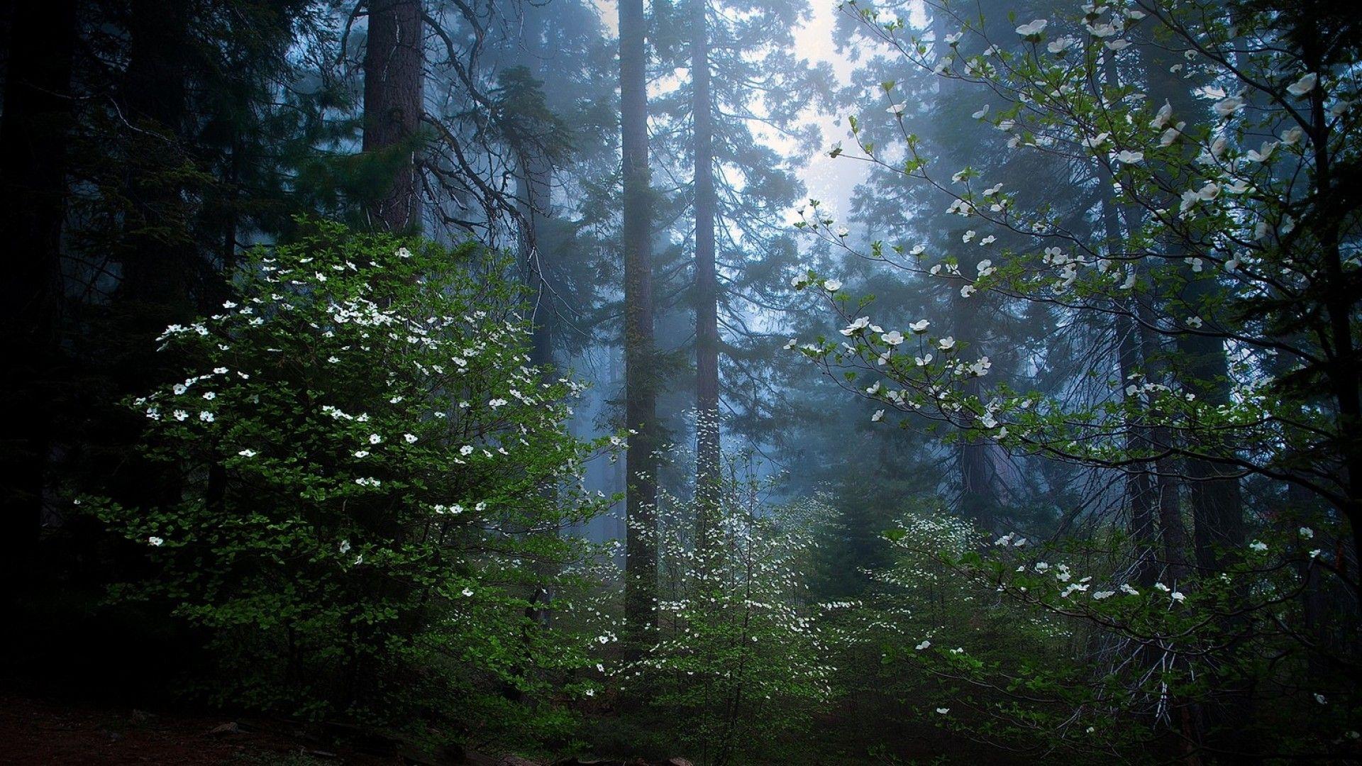 Simply: National Park Sequoia early morning flowers