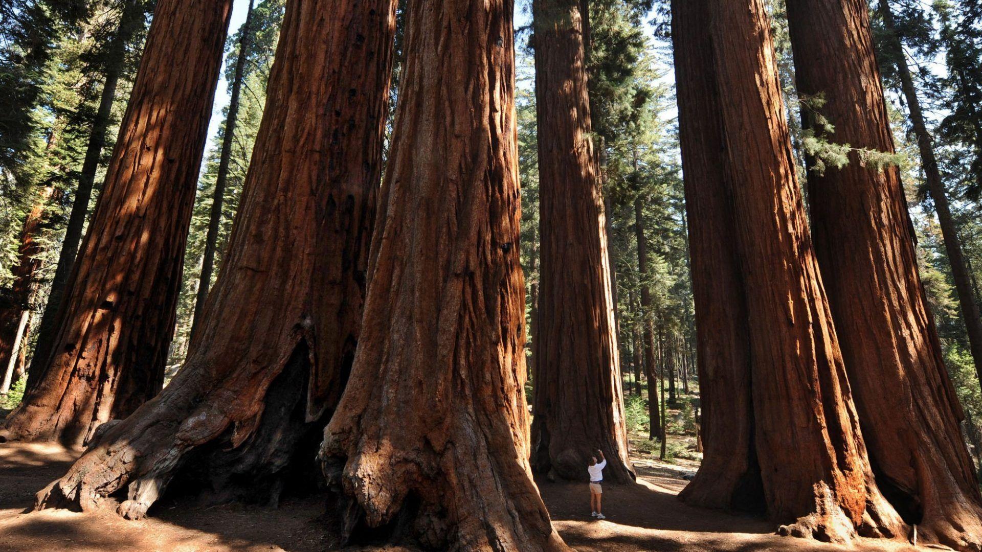 Sequoia Tag wallpaper: Clear Silent Glow Mirrored Calm Quitar