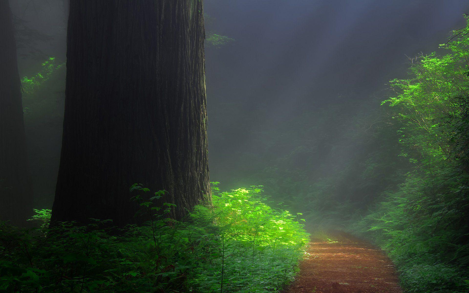 redwood forest trail tree sequoia HD wallpaper