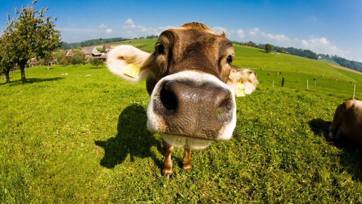 Bull calf face nose cow wallpaperx1080